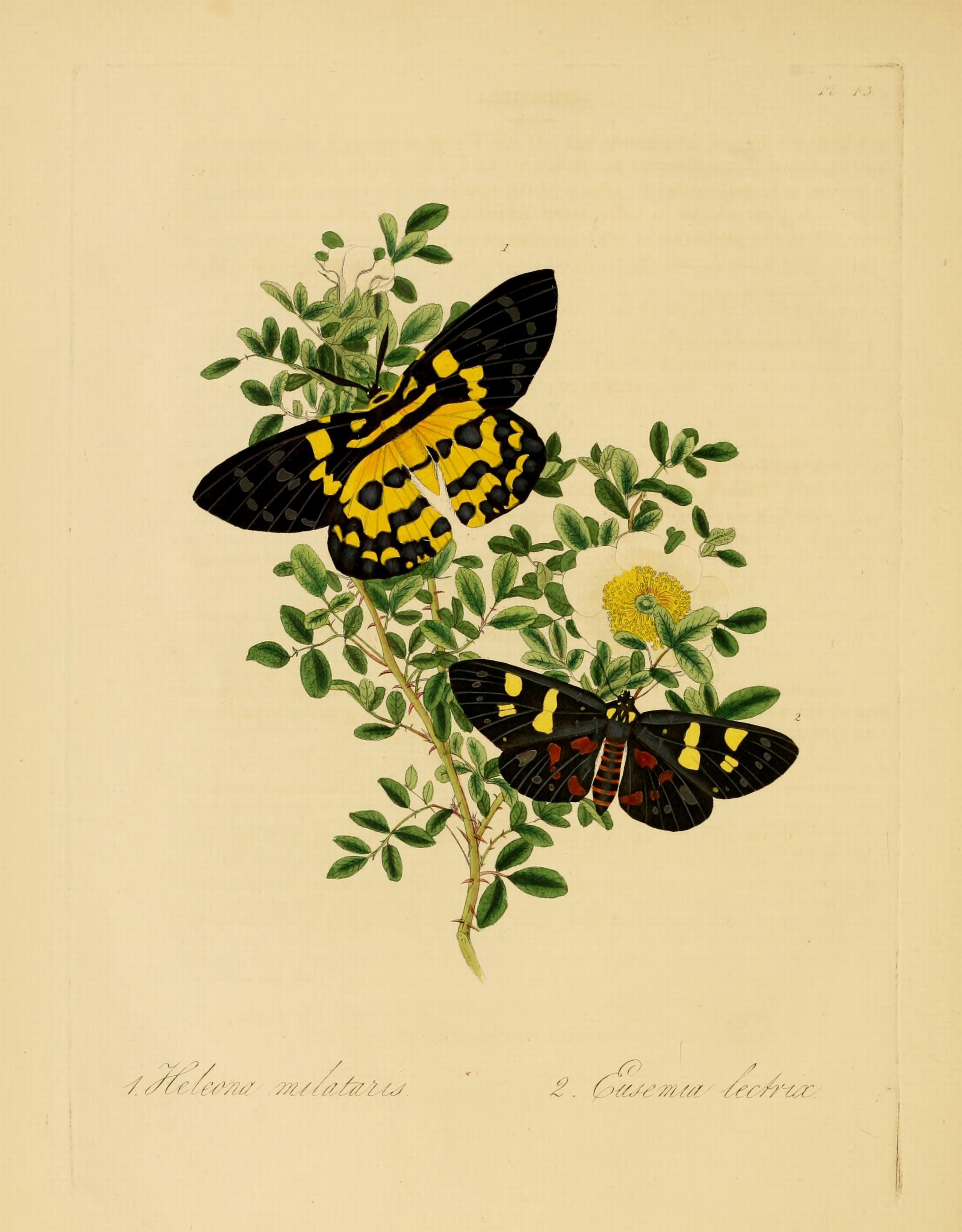 Donovan - Insects of China, 1838 - pl 43
