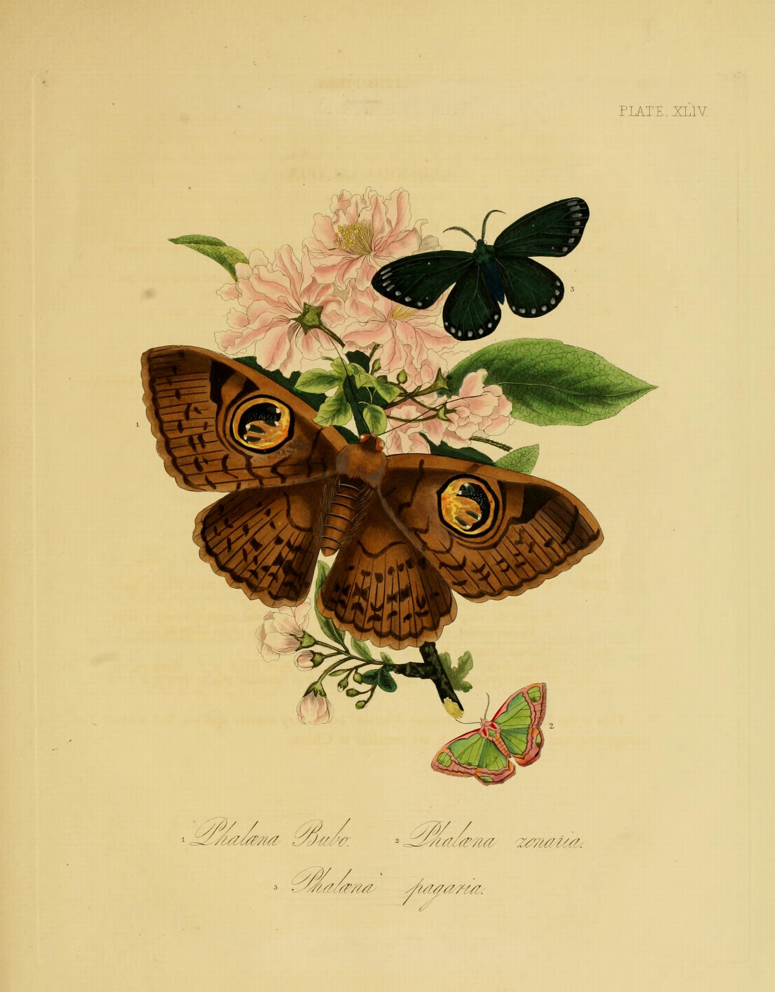 Donovan - Insects of China, 1838 - pl 44