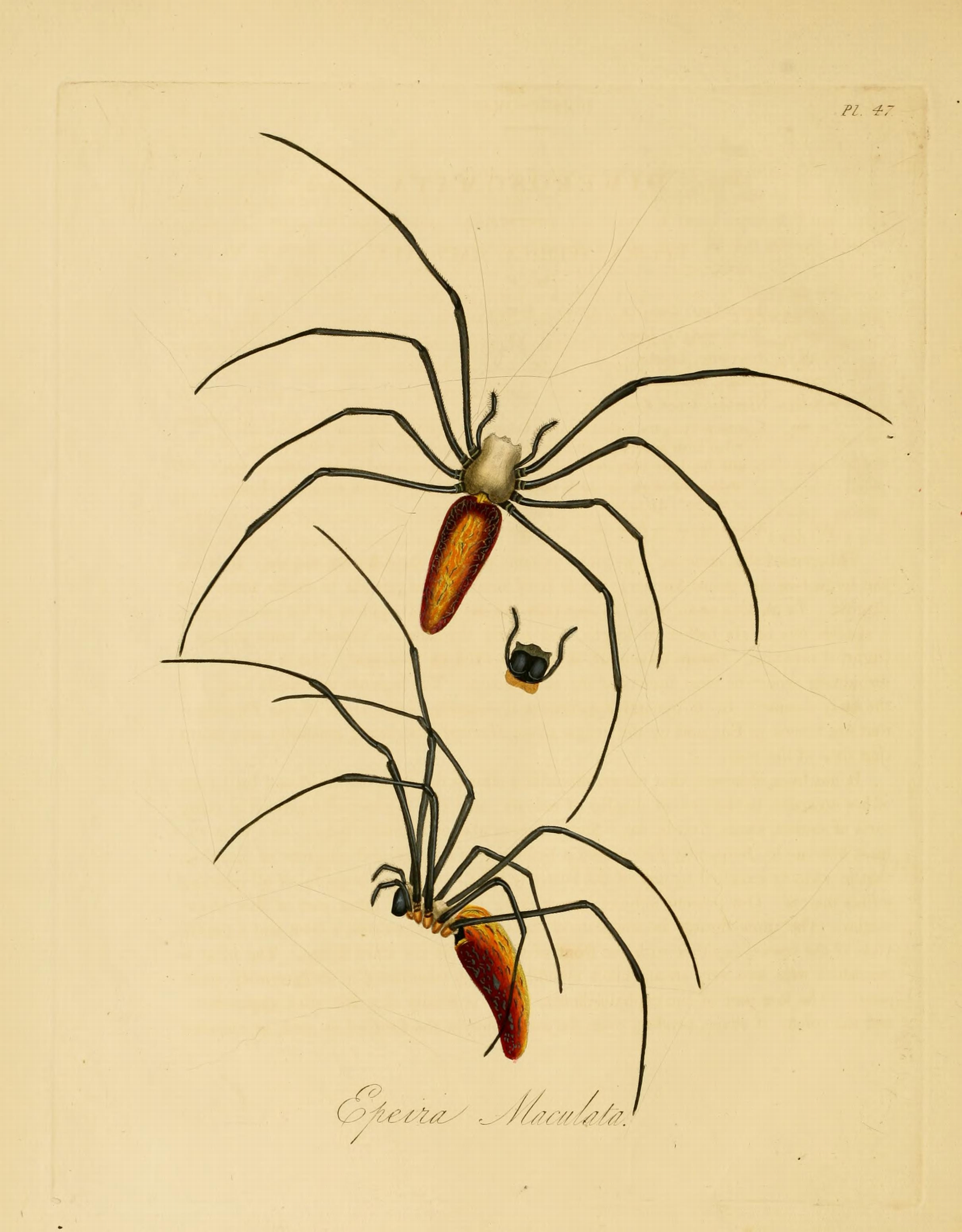 Donovan - Insects of China, 1838 - pl 47