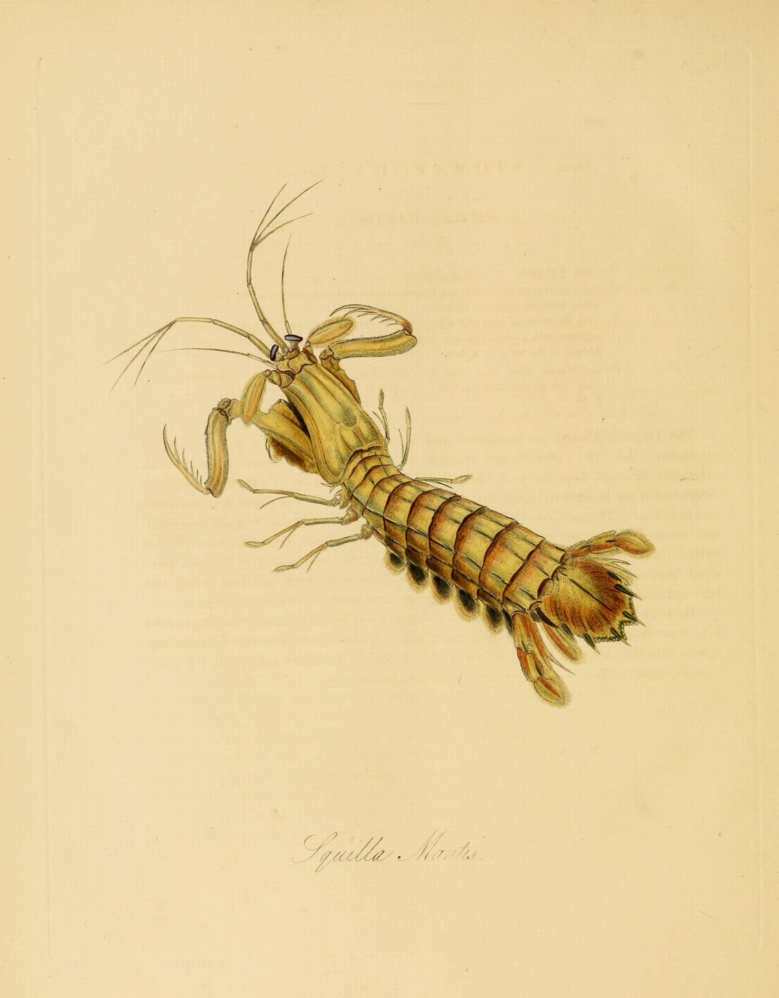 Donovan - Insects of China, 1838 - pl 49