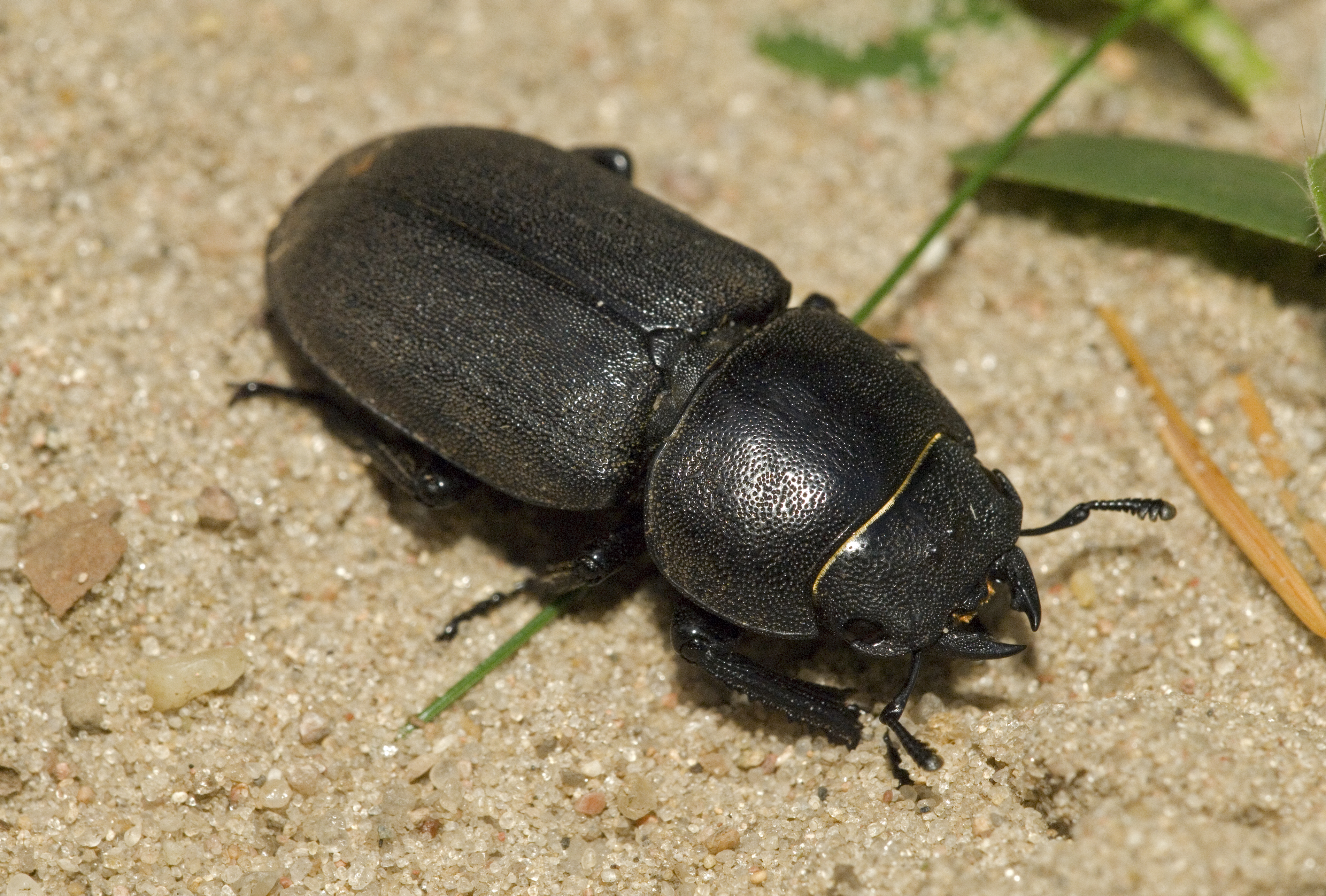 Dorcus parallelipipedus Woblitz01