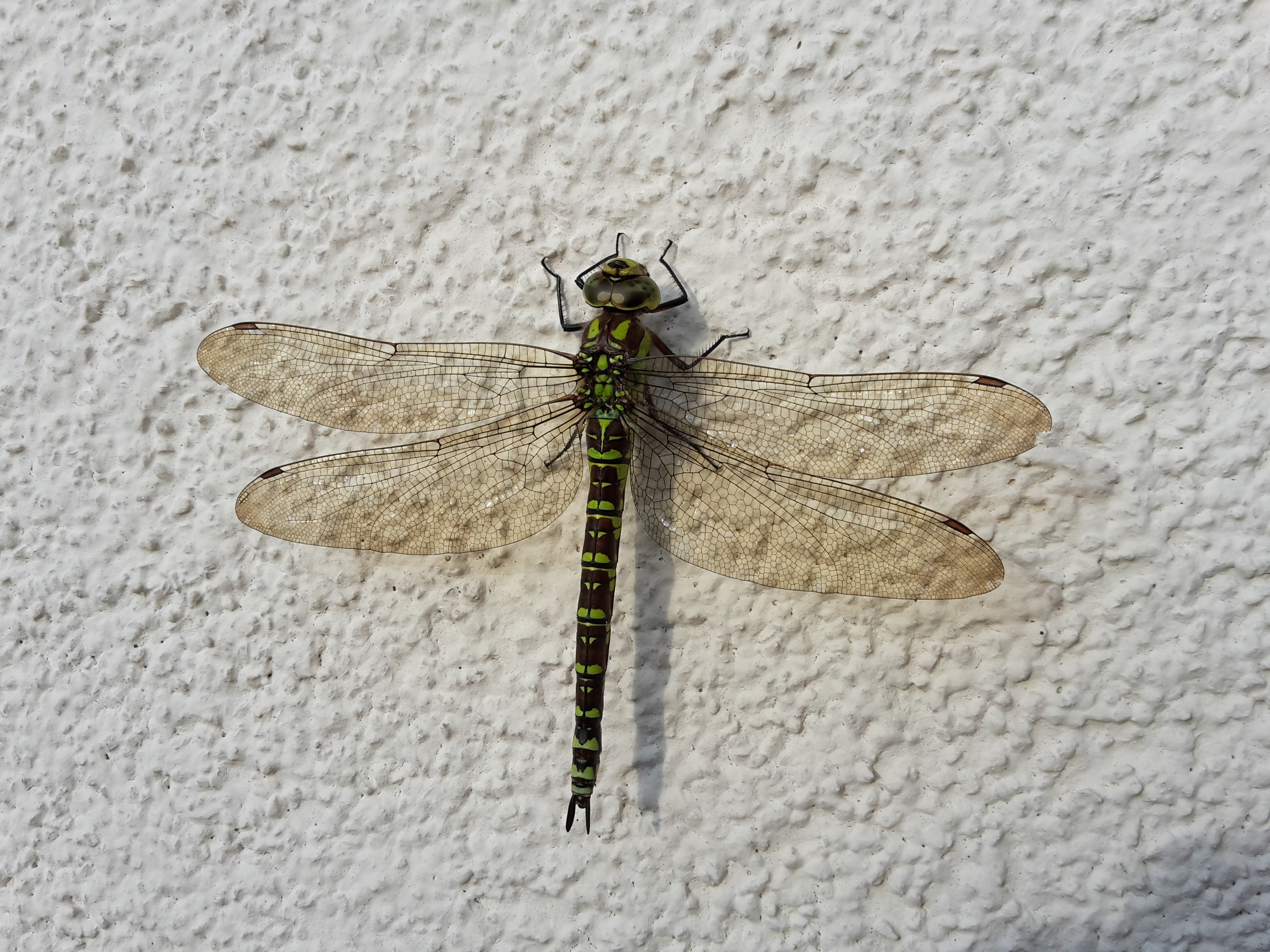 Dornbirn-Libelle