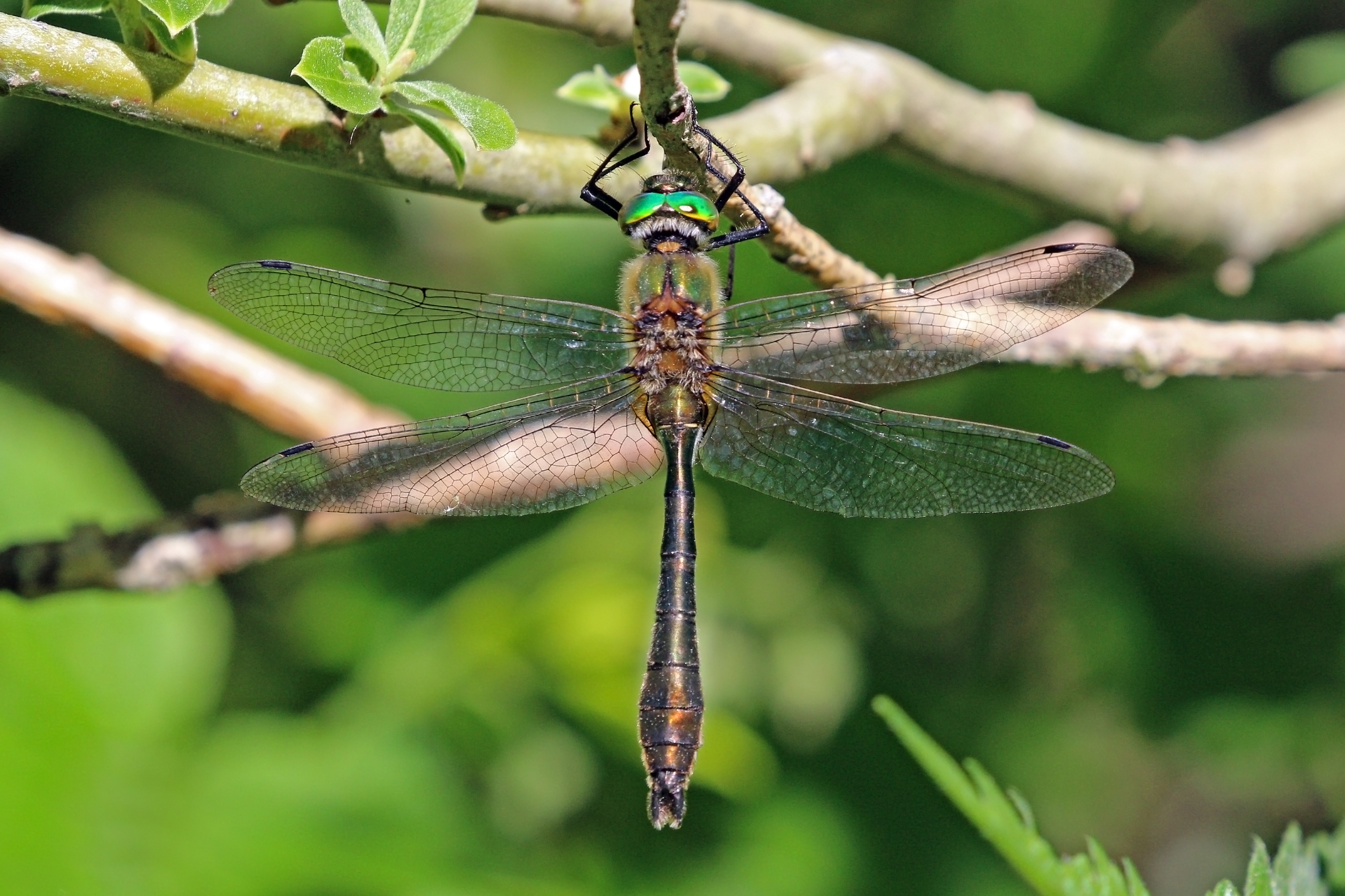Downy emerald (Cordulia aenea) male