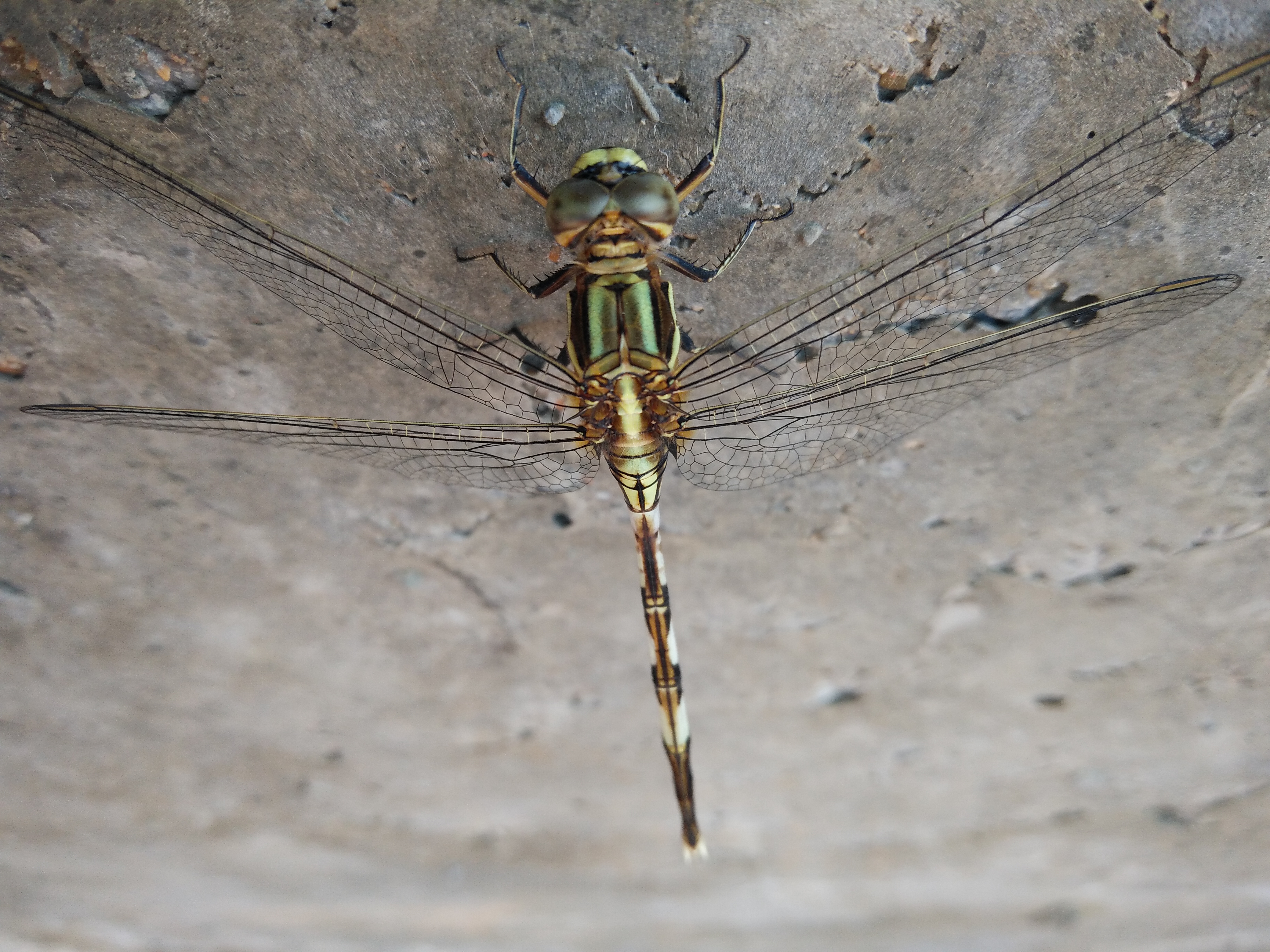 Dragon fly. 1