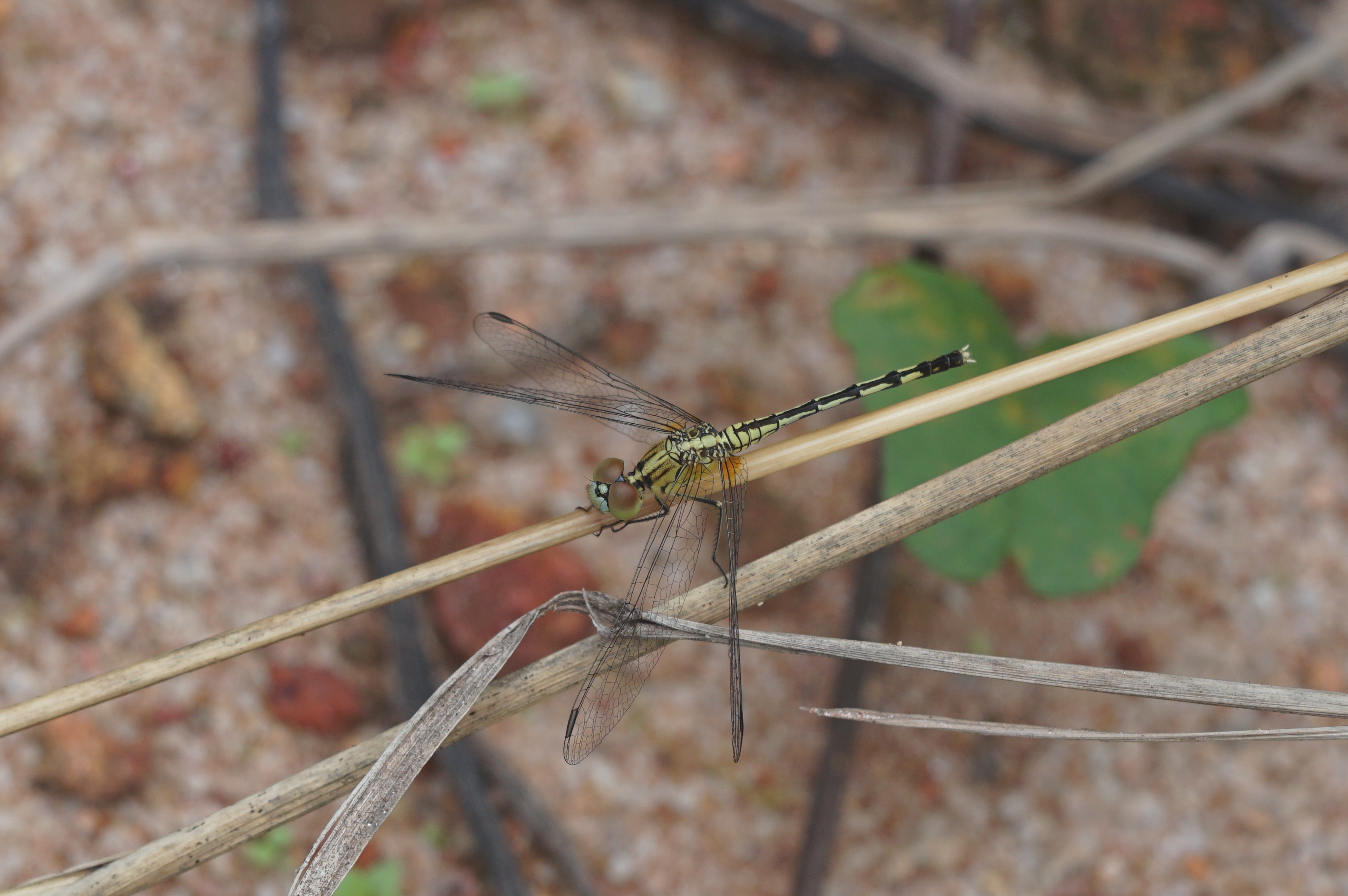 Dragon fly 09185