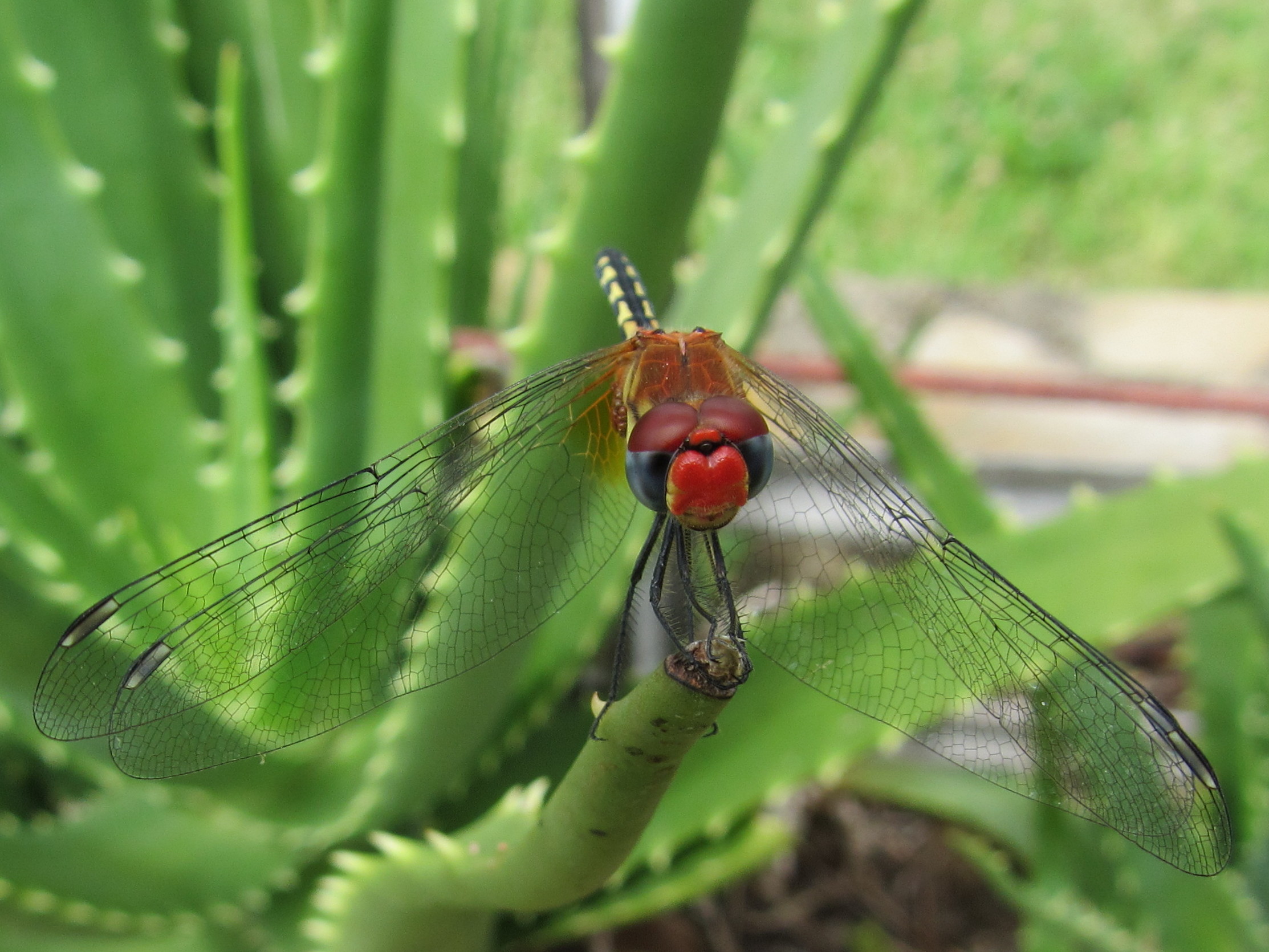 Dragonfly 1 (11007880763)