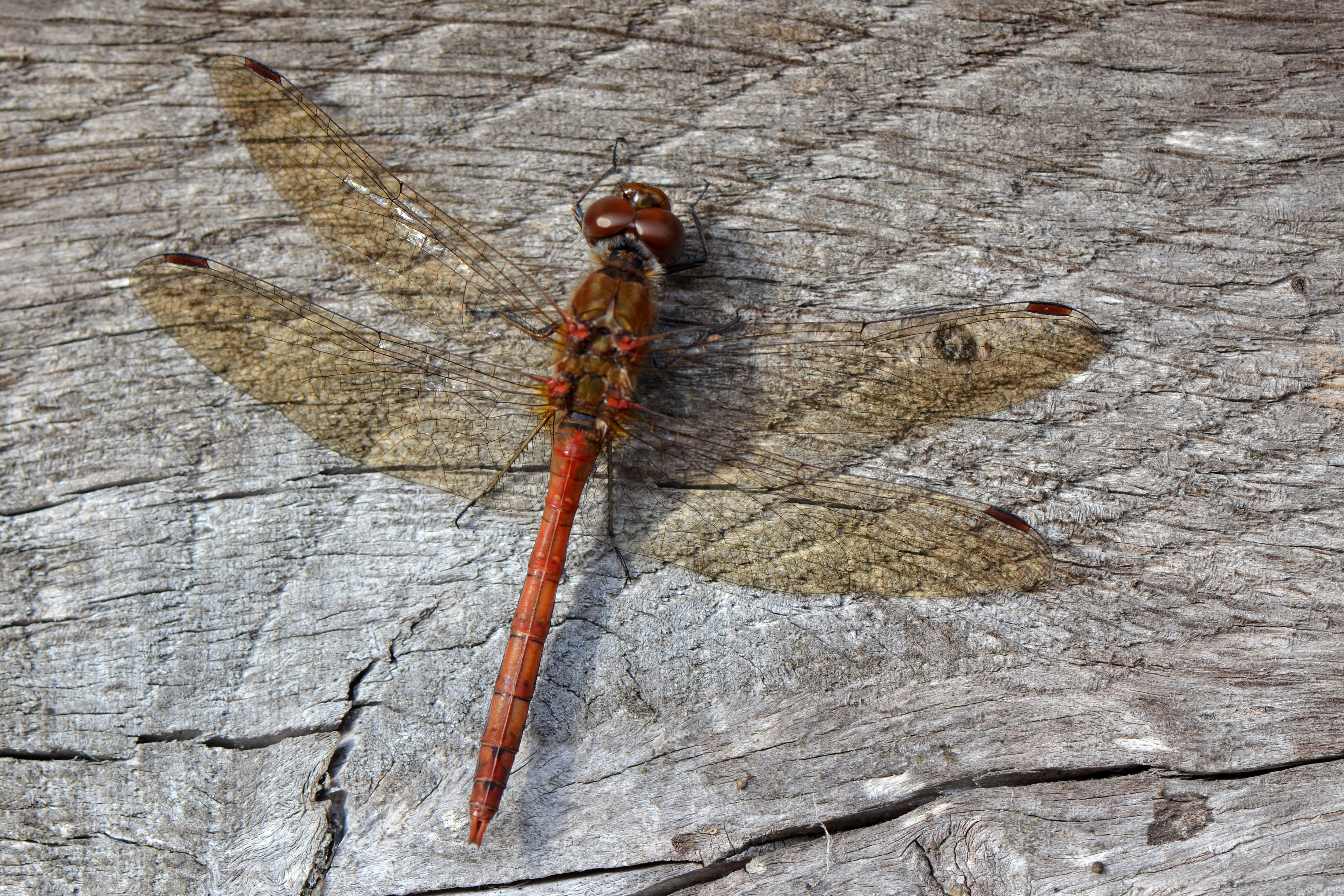 Dragonfly (10673522963)