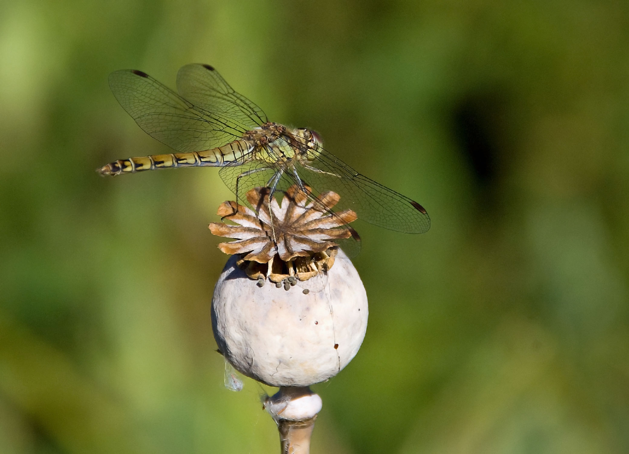 Dragonfly (4)