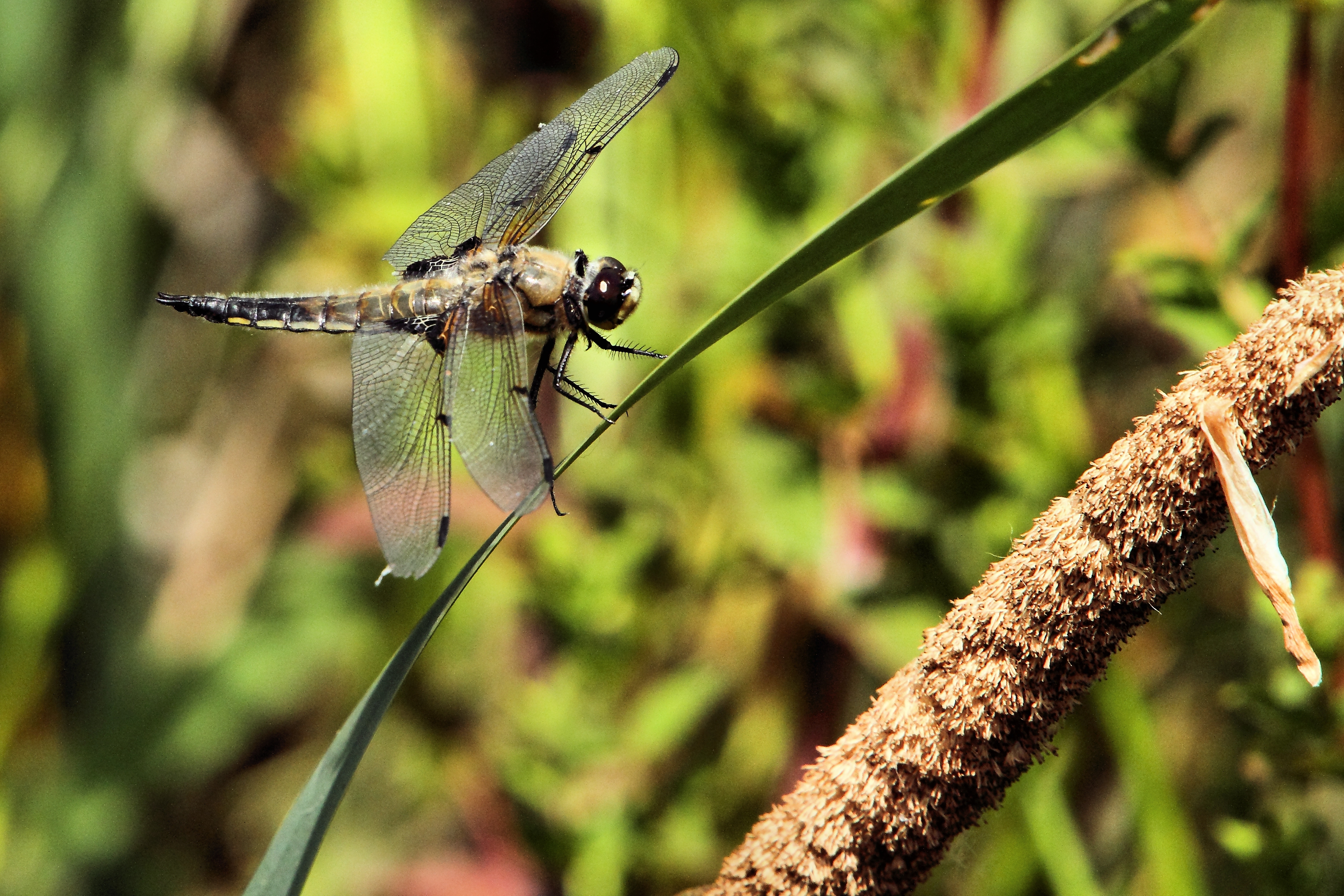 Dragonfly - SPB Sandy (14293511350)