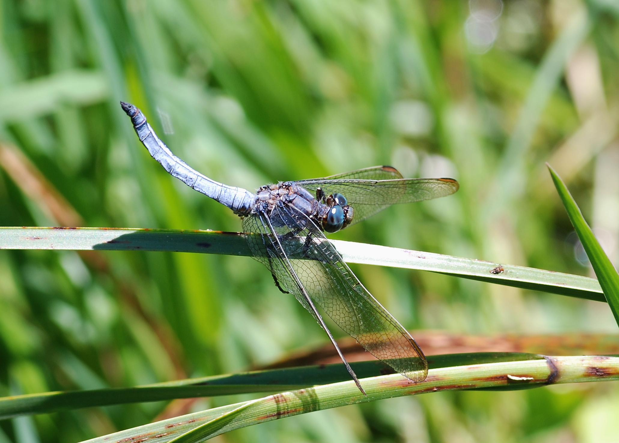 Dragonfly July 2009-1