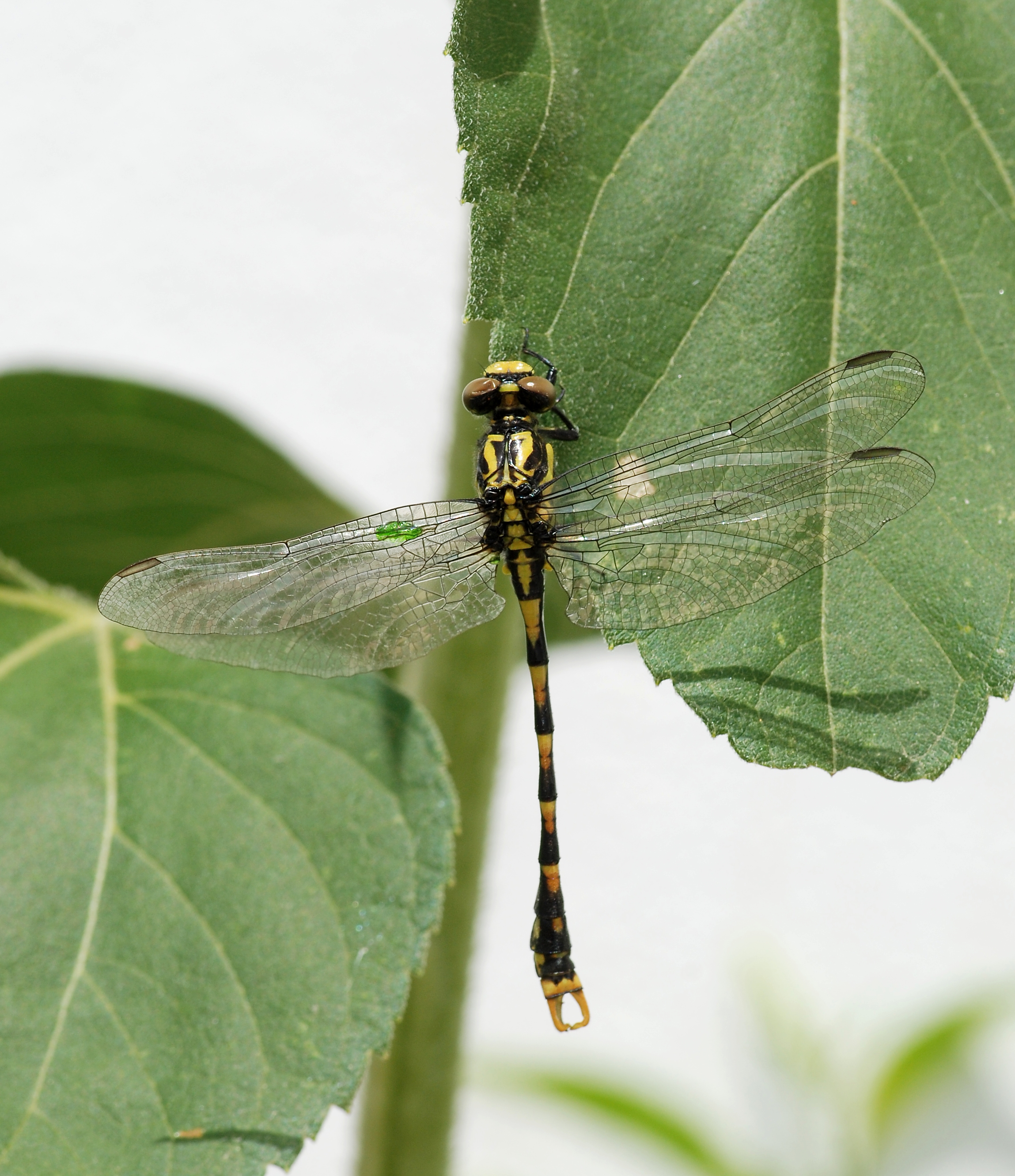 Dragonfly June 2009-2