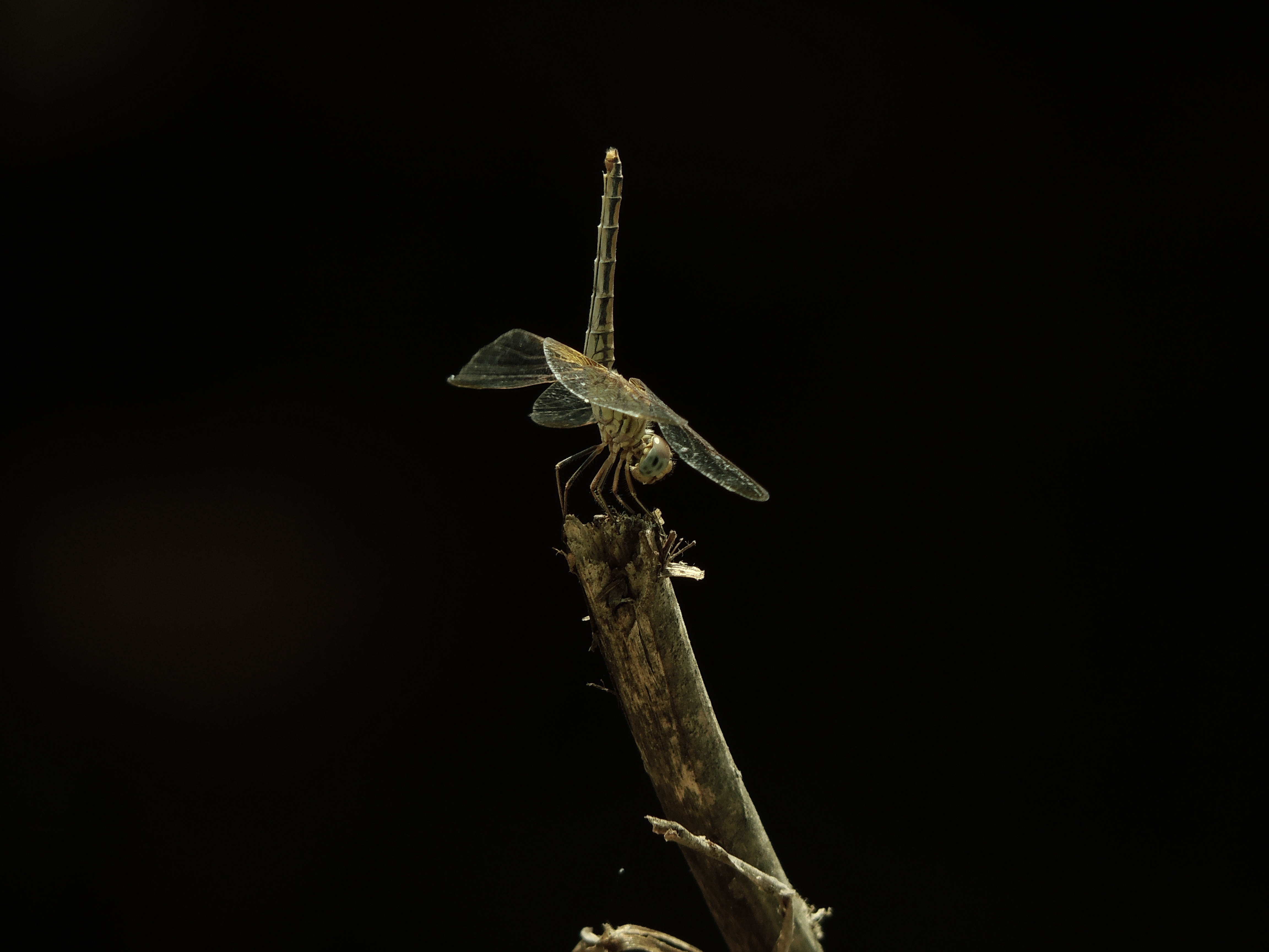 Dragonfly on the stem