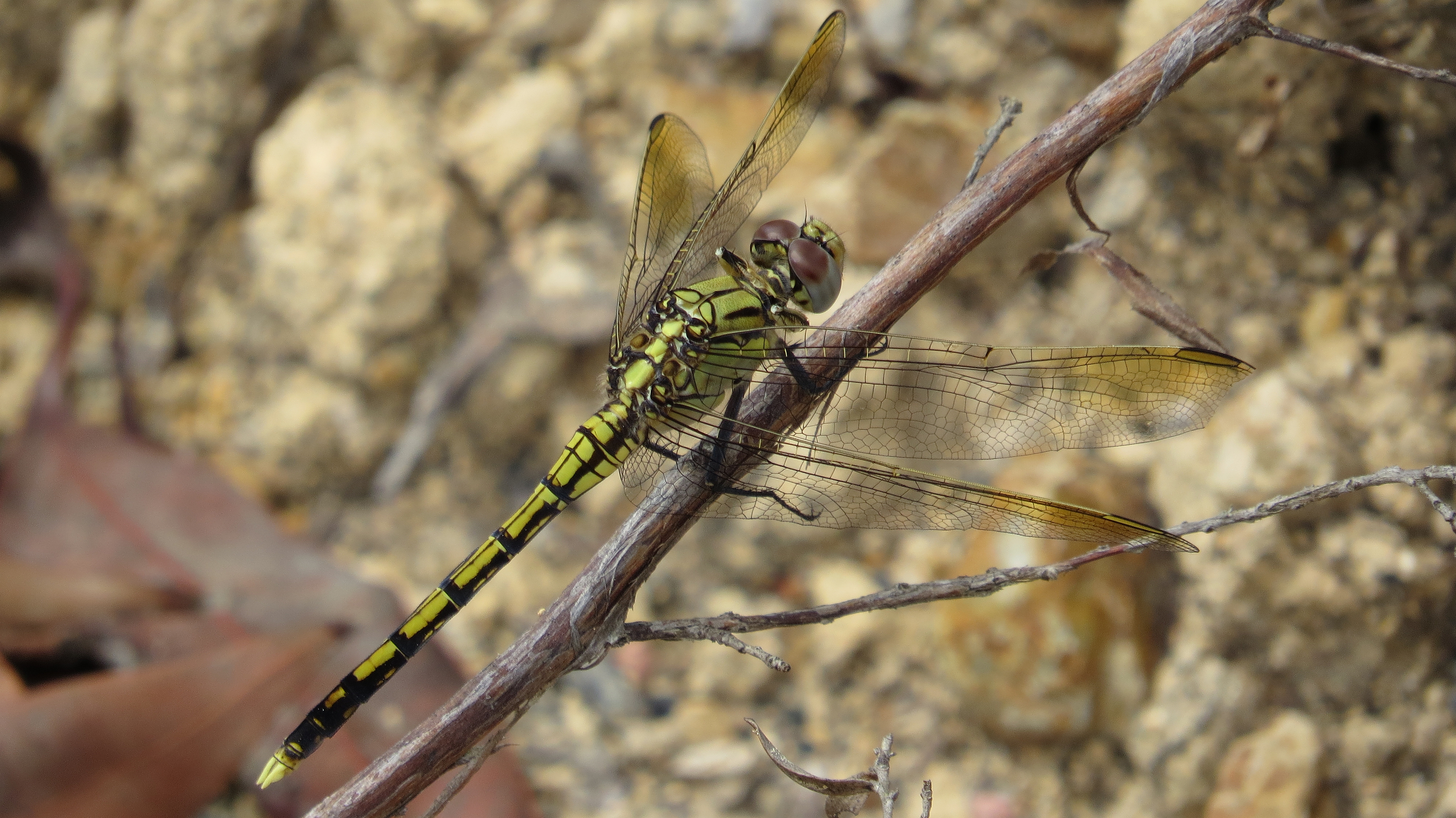 Dragonfly yellow black flank (15934899718)