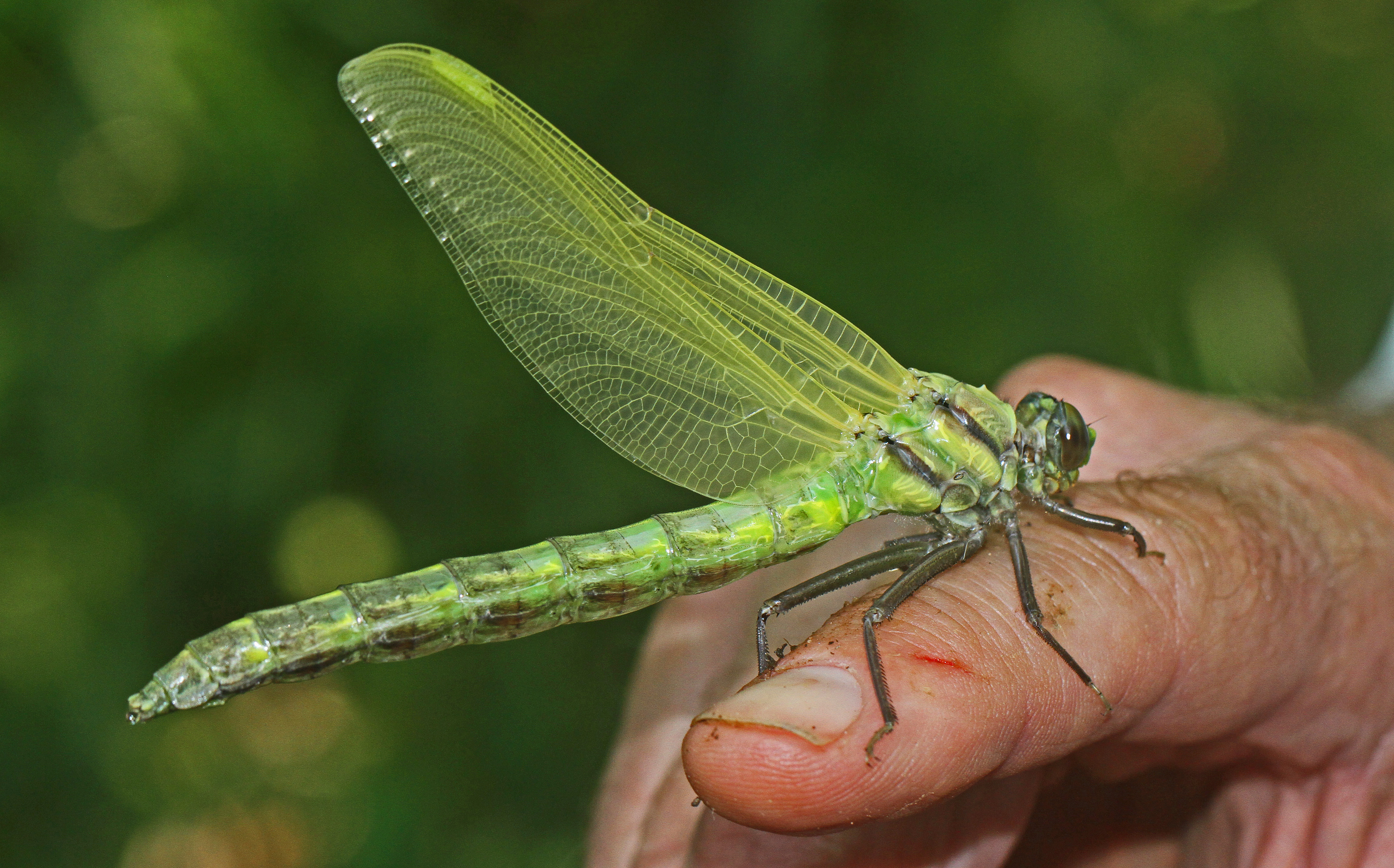 Dragonhunter - Hagenius brevistylus, Patuxent National Wildlife Refuge, Laurel, Maryland - 06