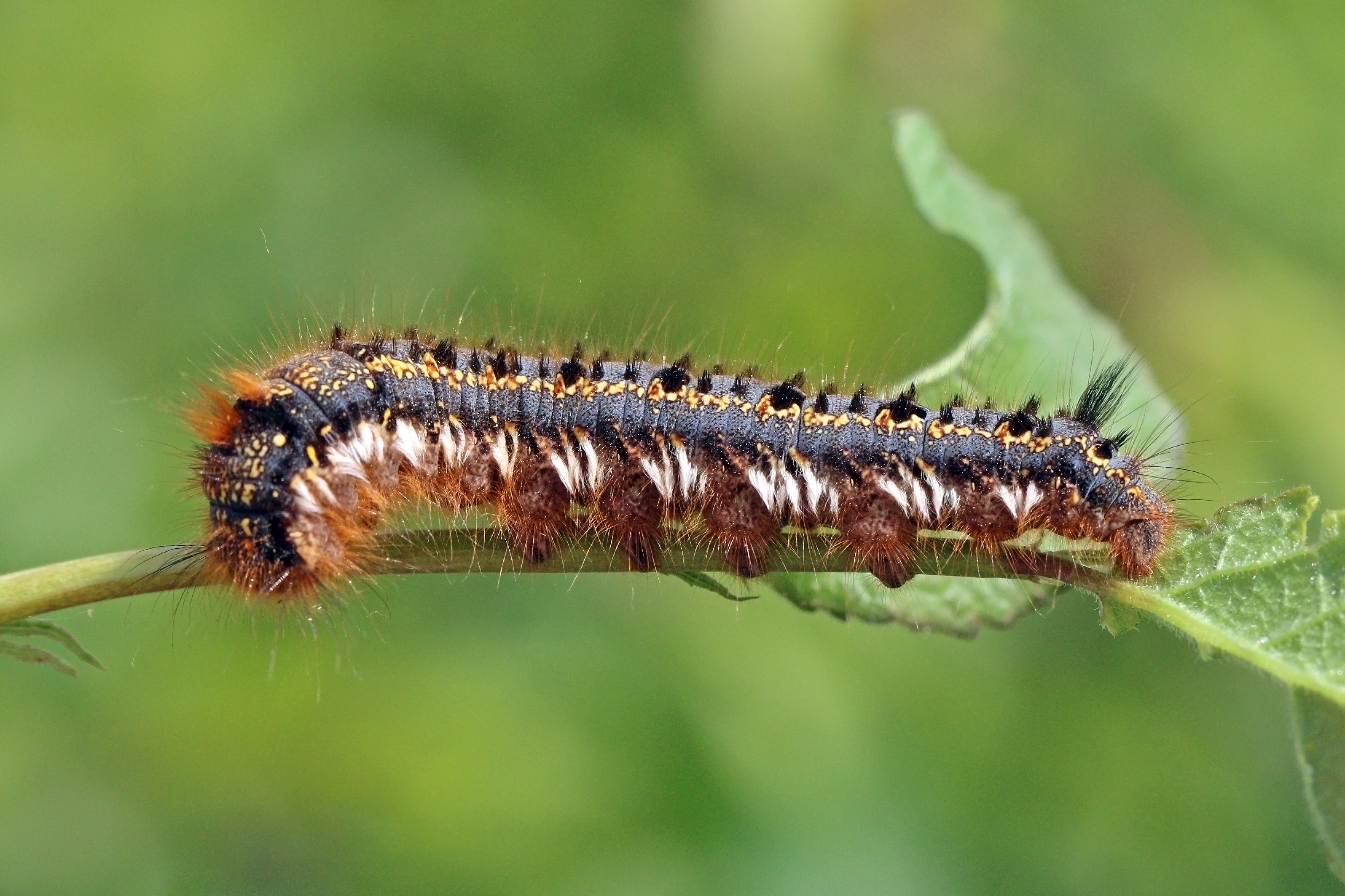 Drinker moth caterpillar (Euthrix potatoria)