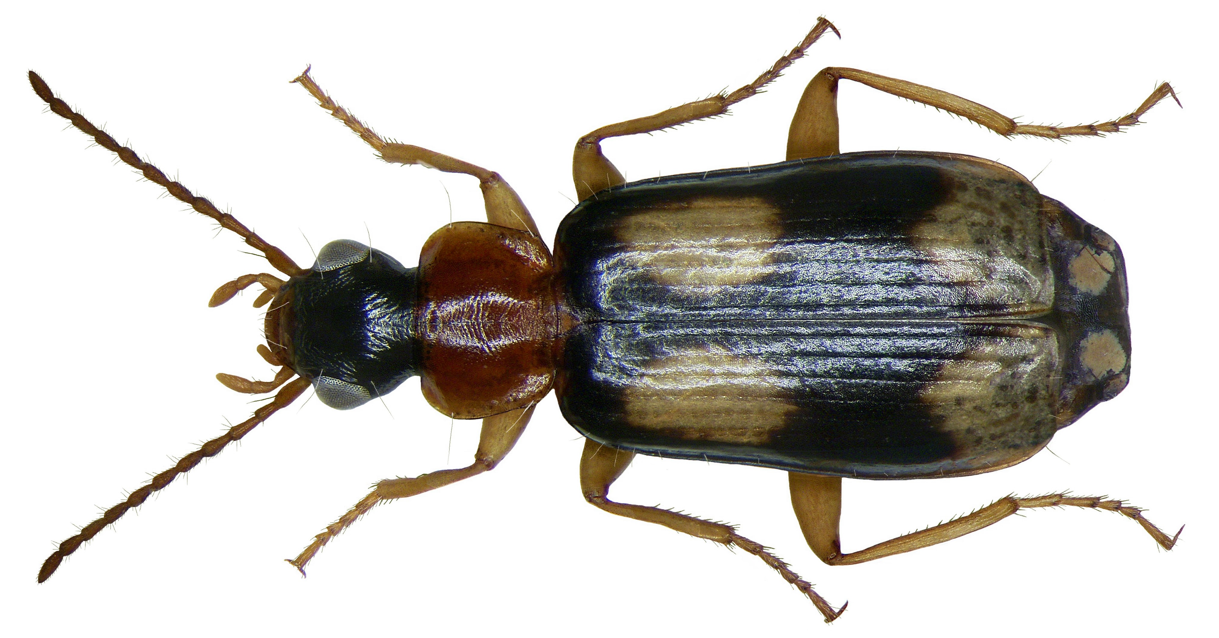 Dromius quadrimaculatus (Linné, 1758) (2869512497)