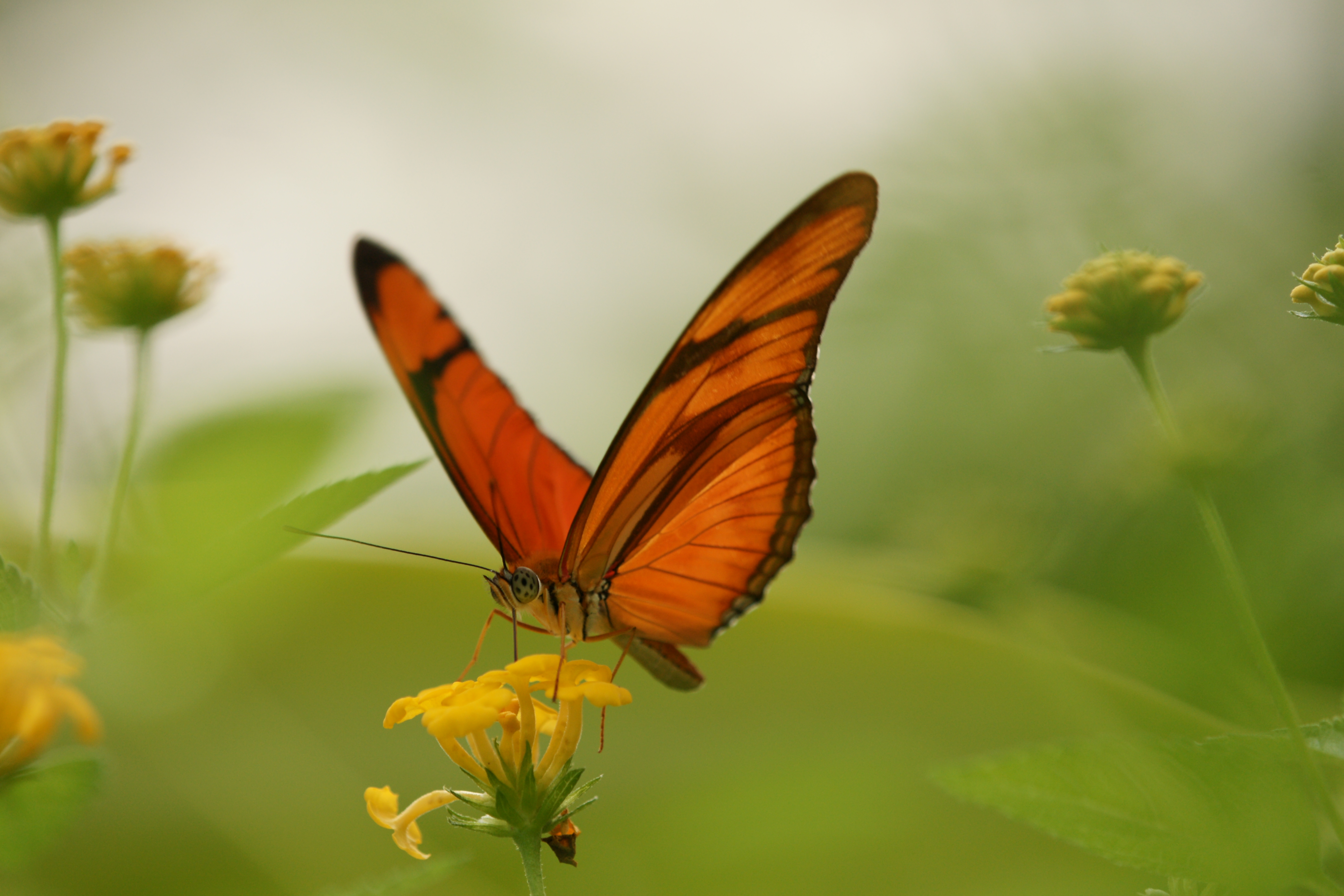 Dryas julia, Fackel Julia Falter 1
