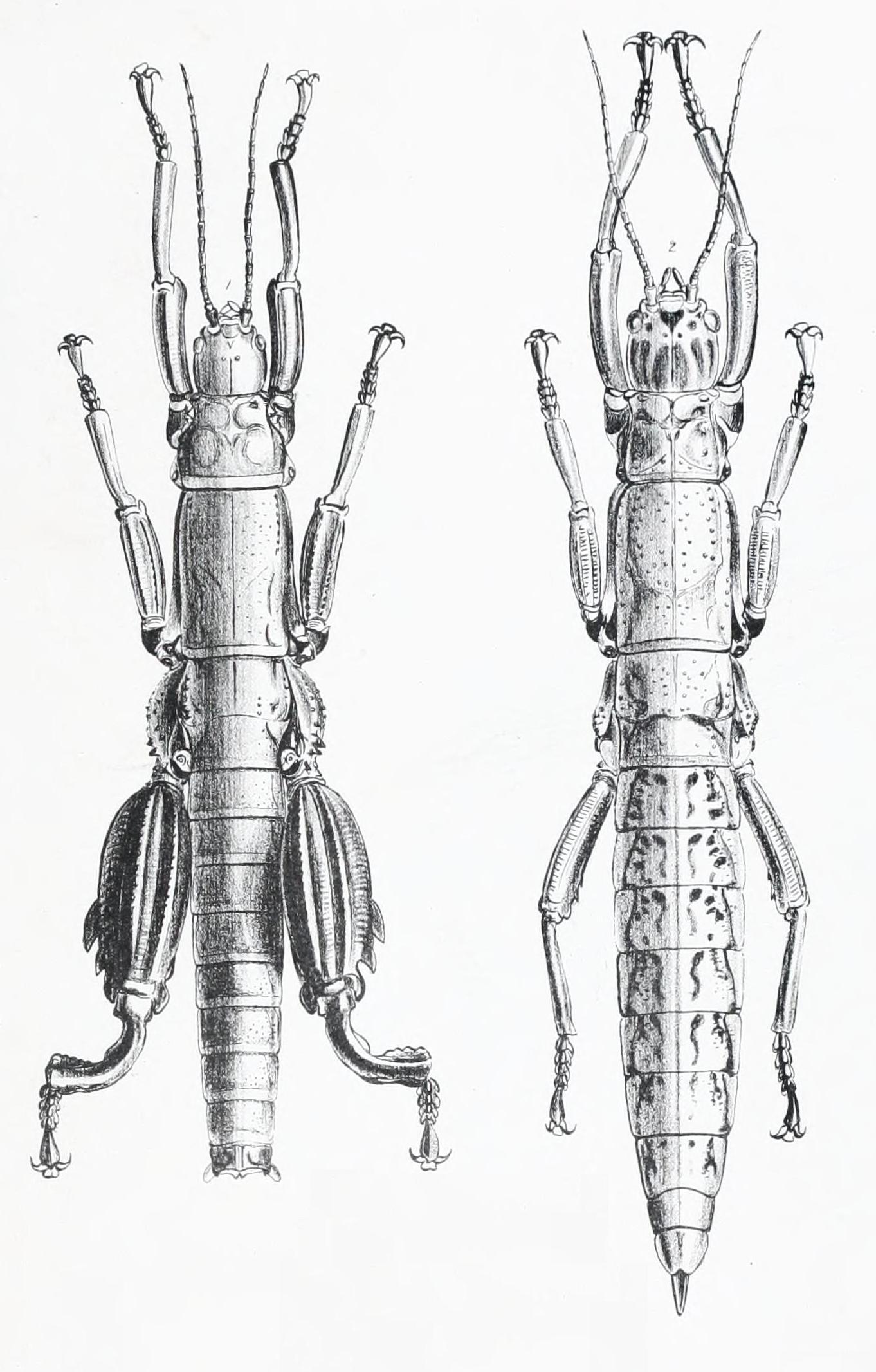 Dryococelus australis male & female
