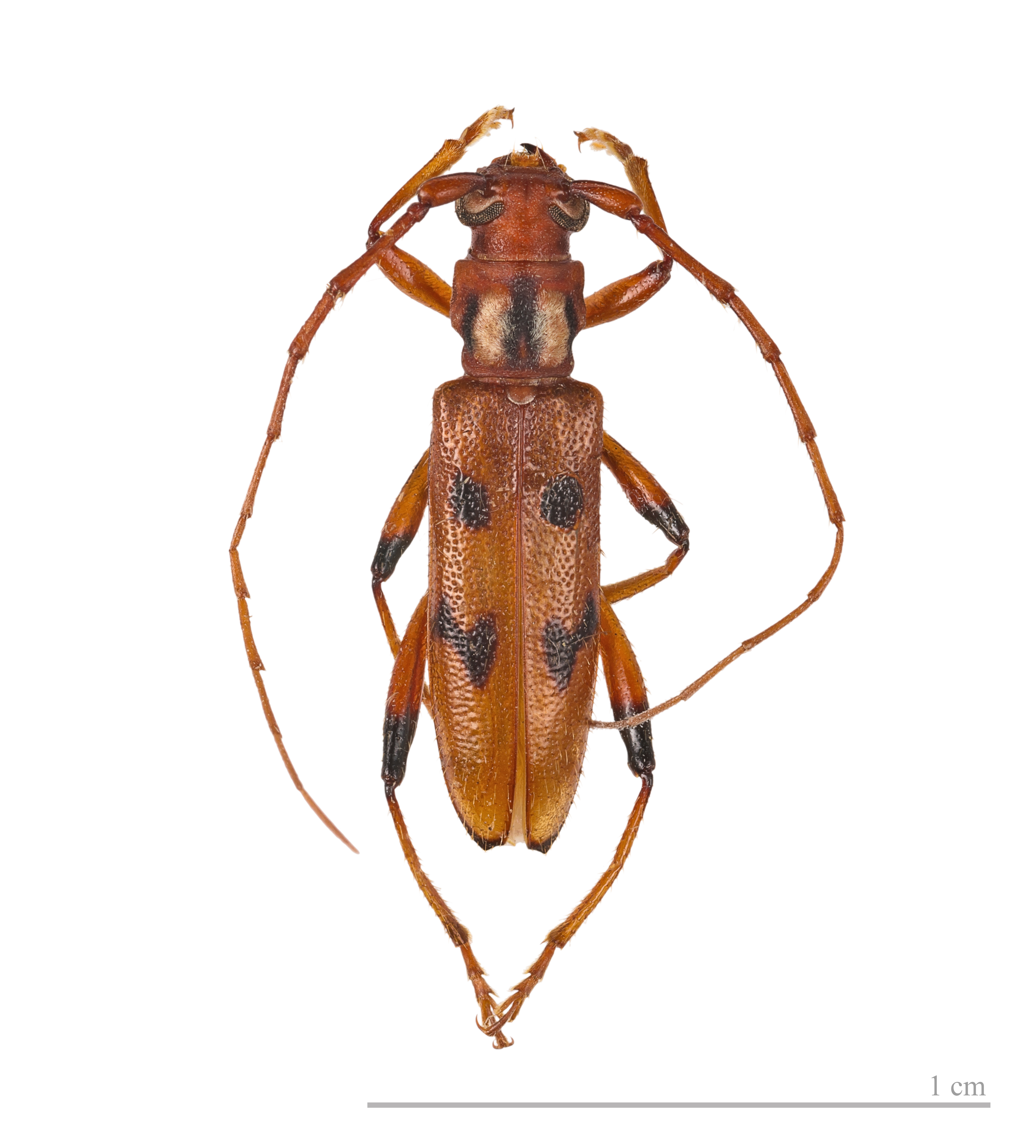 Dubiefostola auricollis MHNT femelle