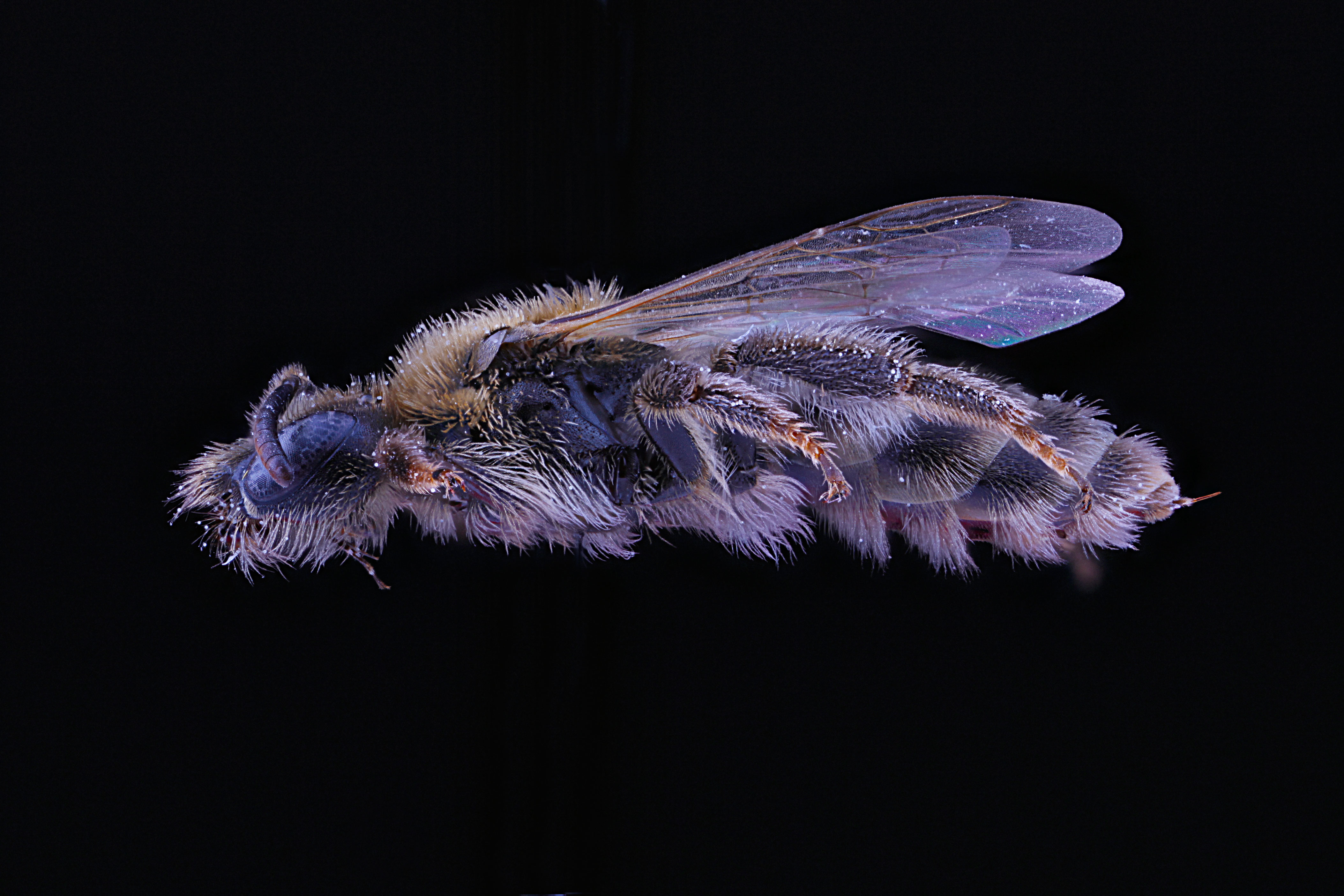 Dufourea marginata f