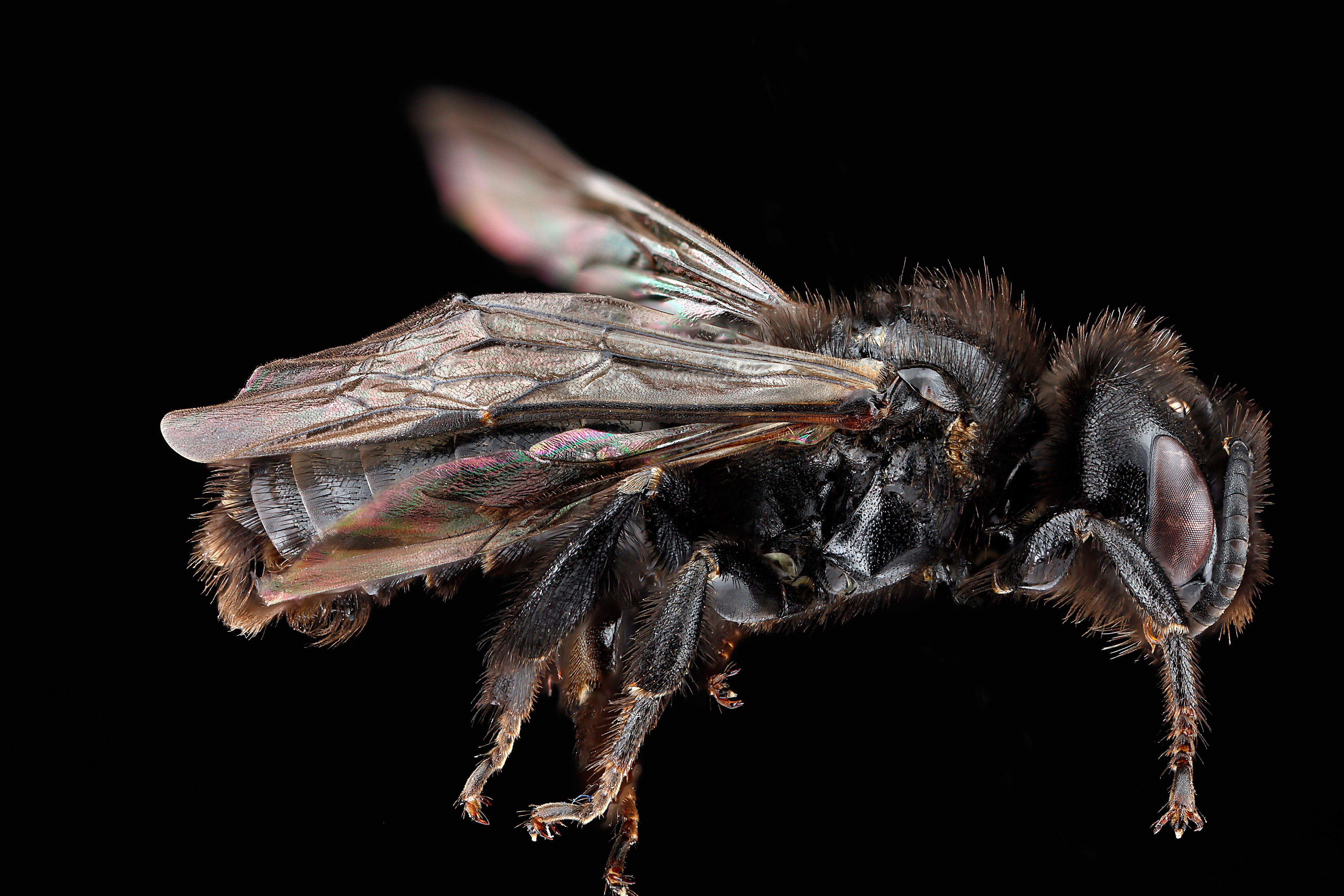 Dufourea maura m