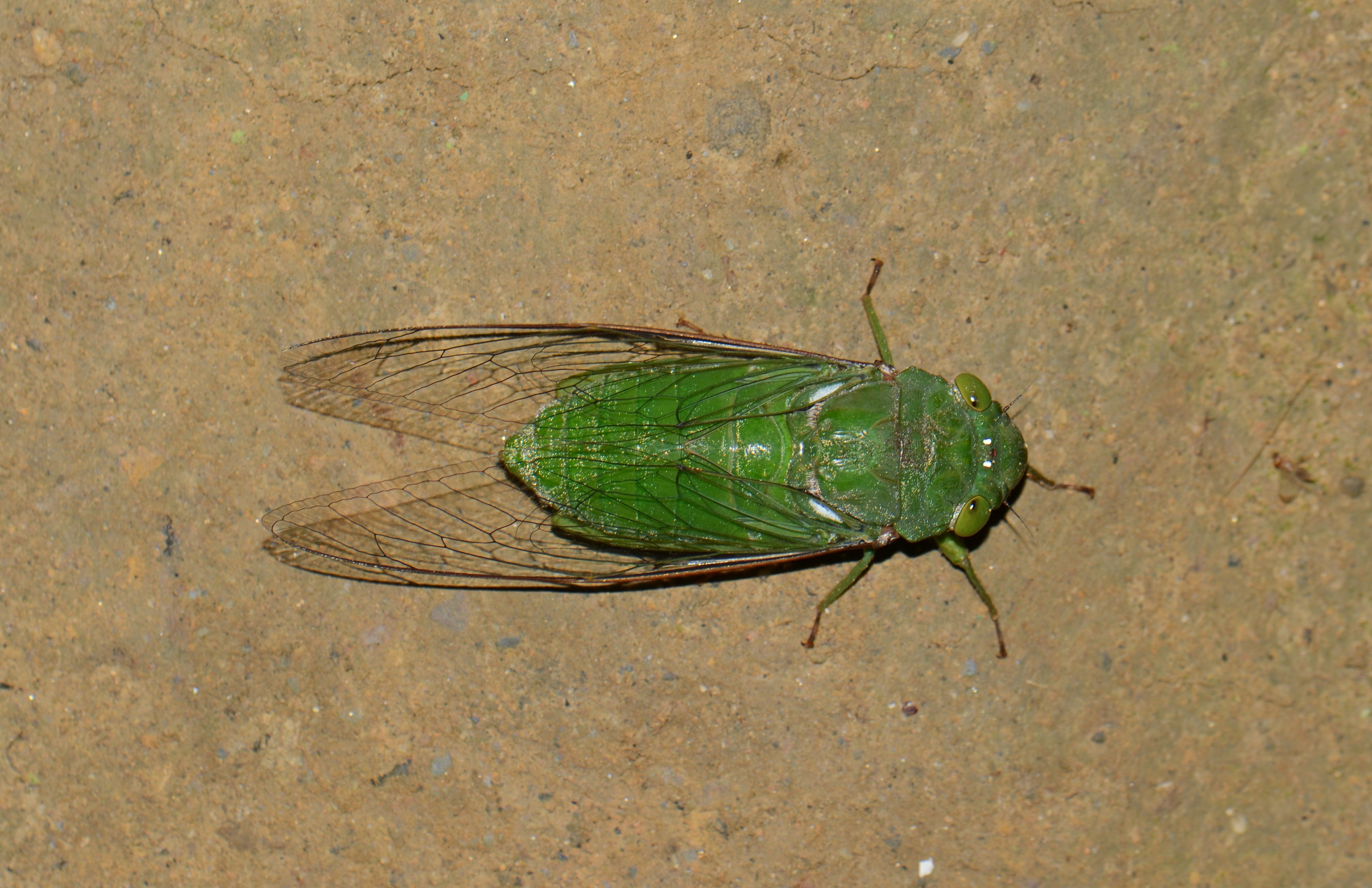 Dundubia vaginata (33506566415)