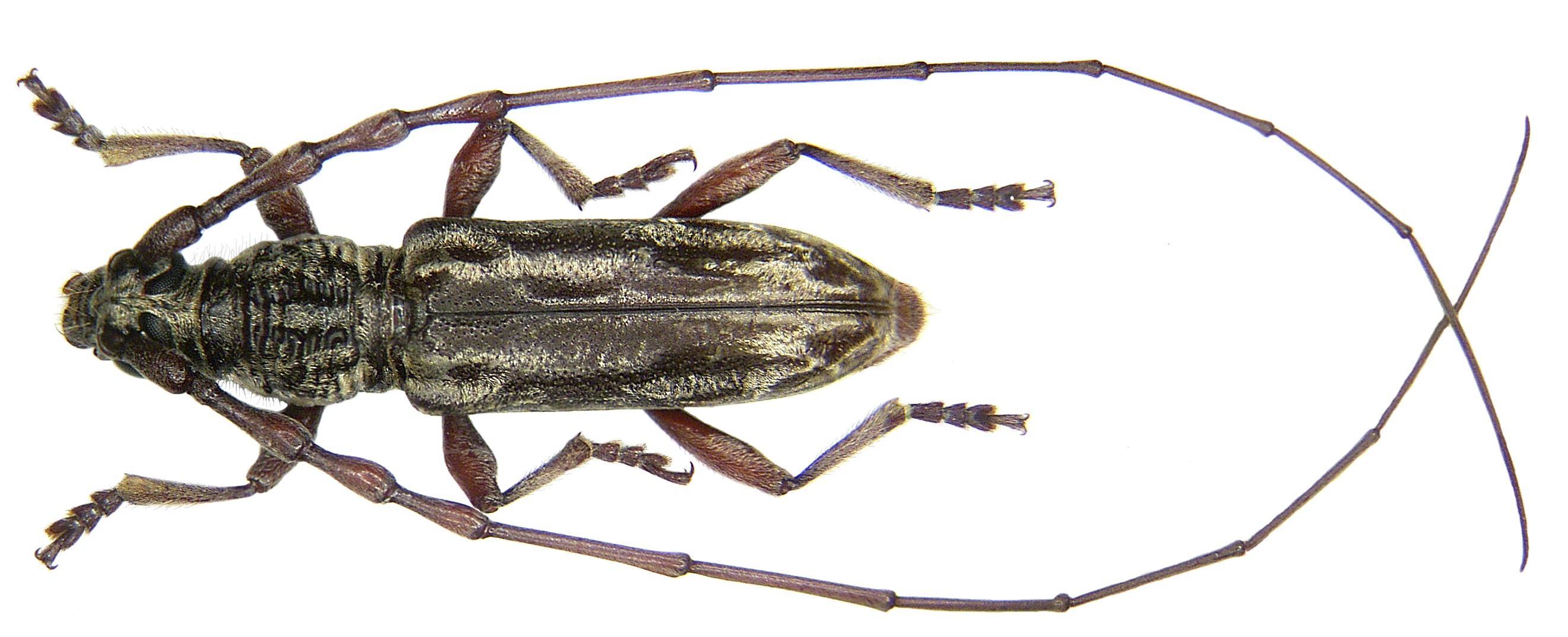 Dymasius hefferni Holzschuh, 2005 male (3250253499)