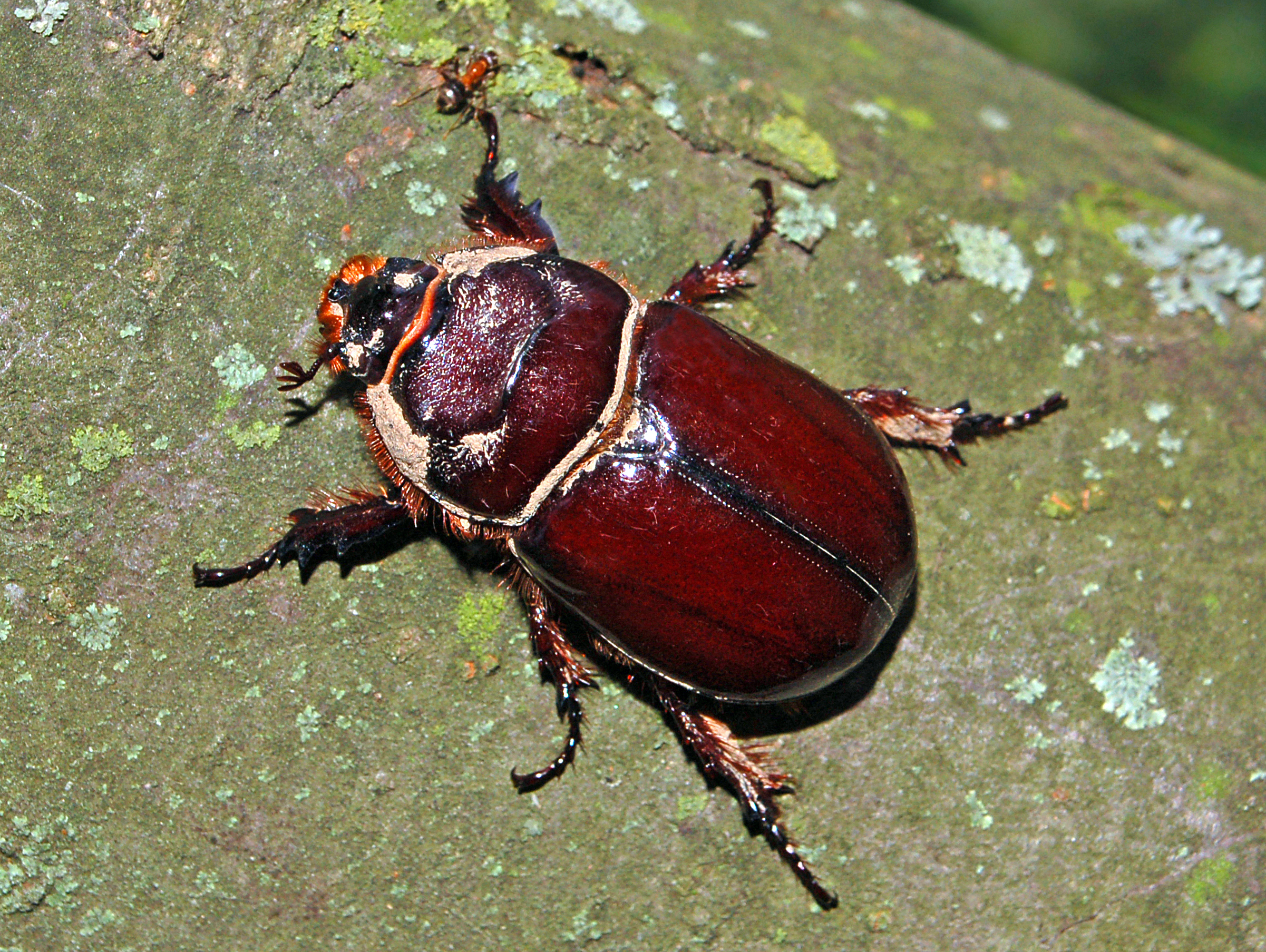Dynastinae - Oryctes nasicornis-001