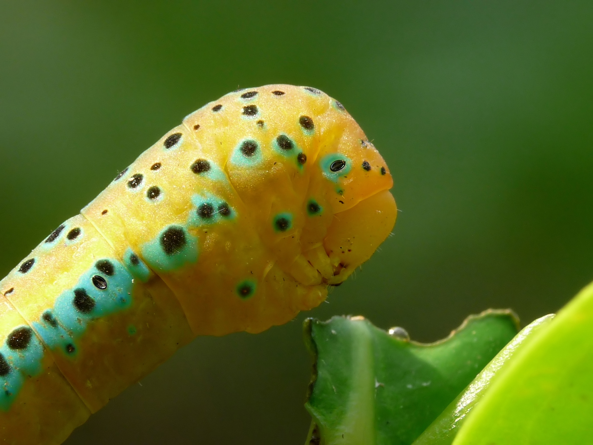 Dysphania percota by kadavoor
