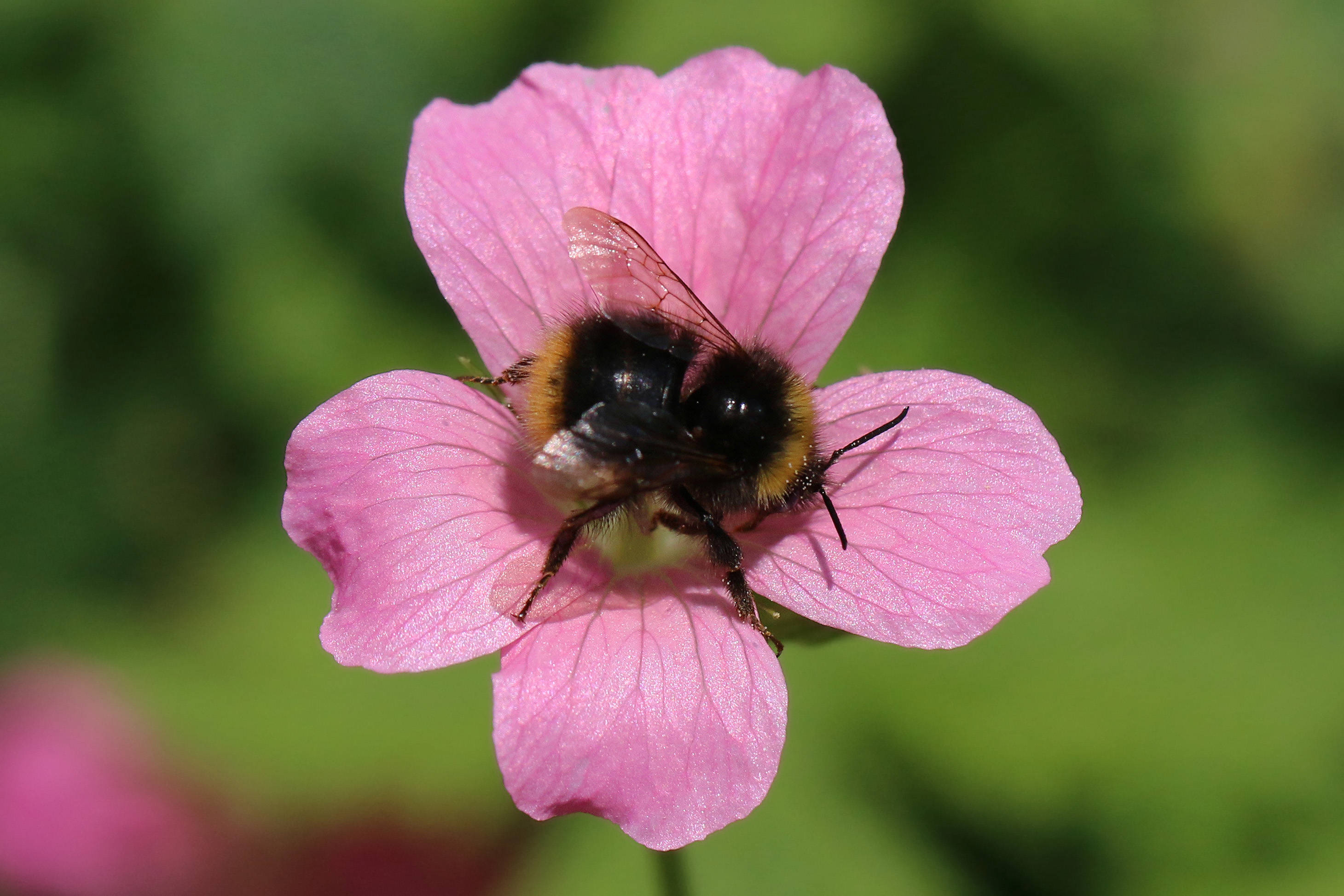 Early bumblebee (Bombus pratorum)
