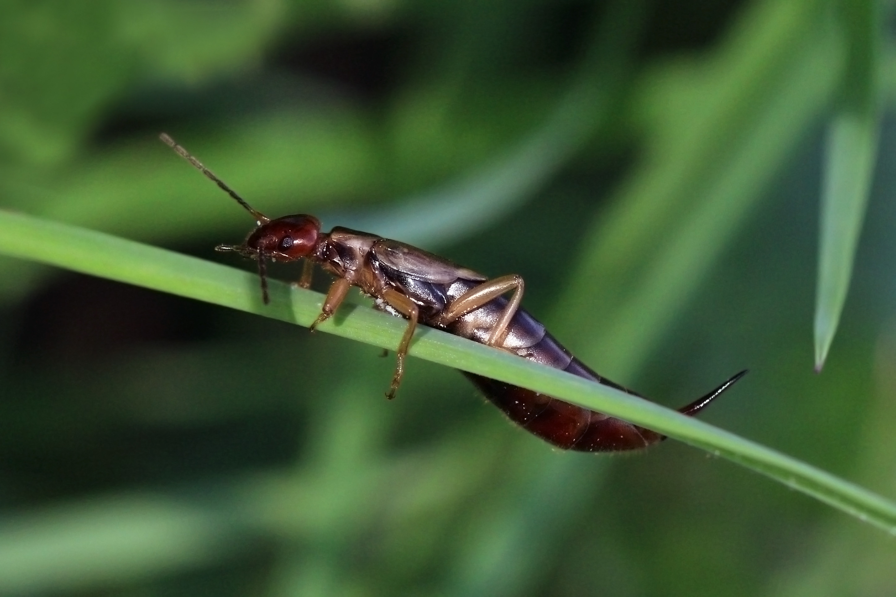 Earwig (Forficula auricularia) female