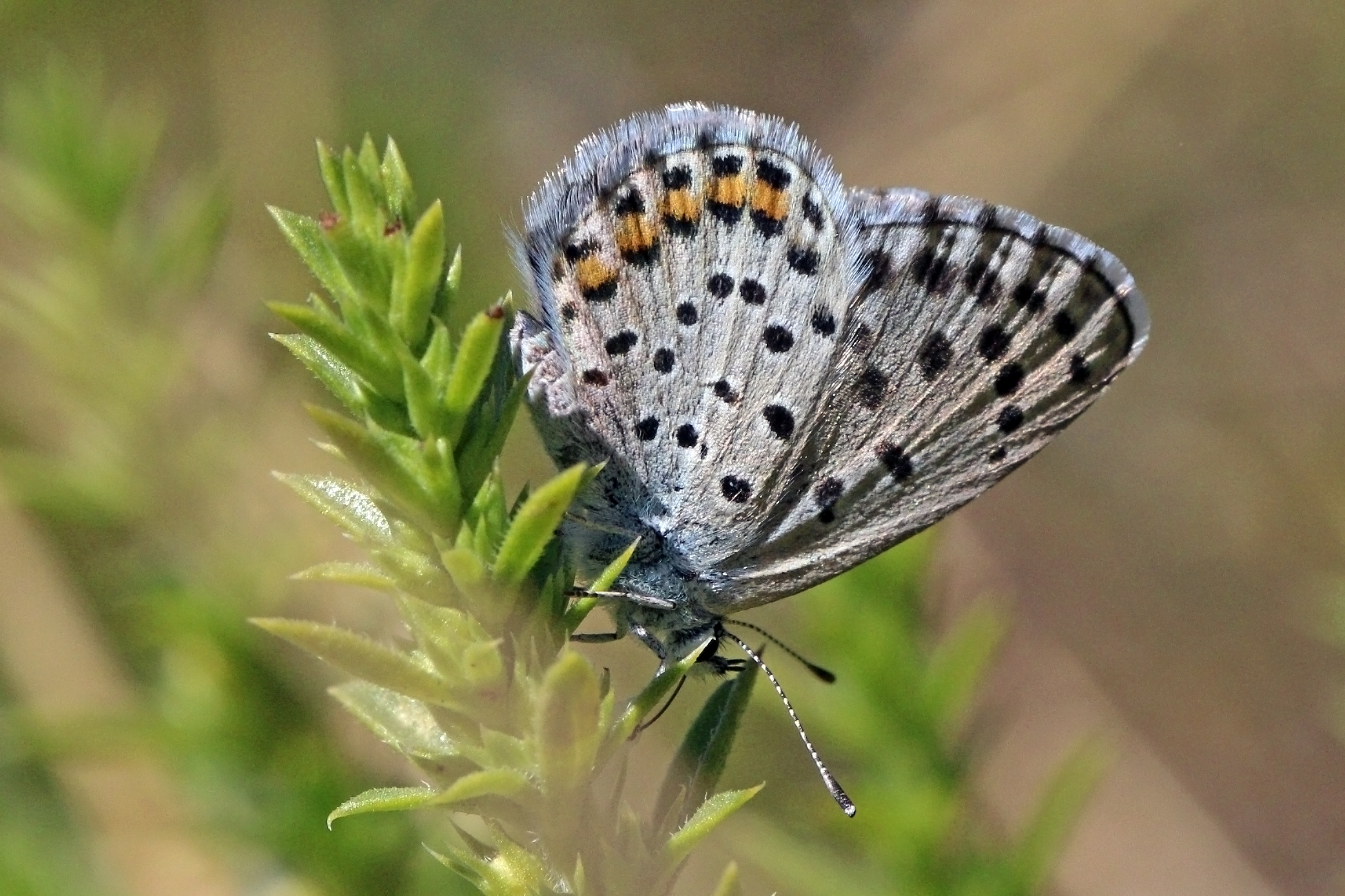 Eastern baton blue (Pseudophilotes vicrama) Macedonia