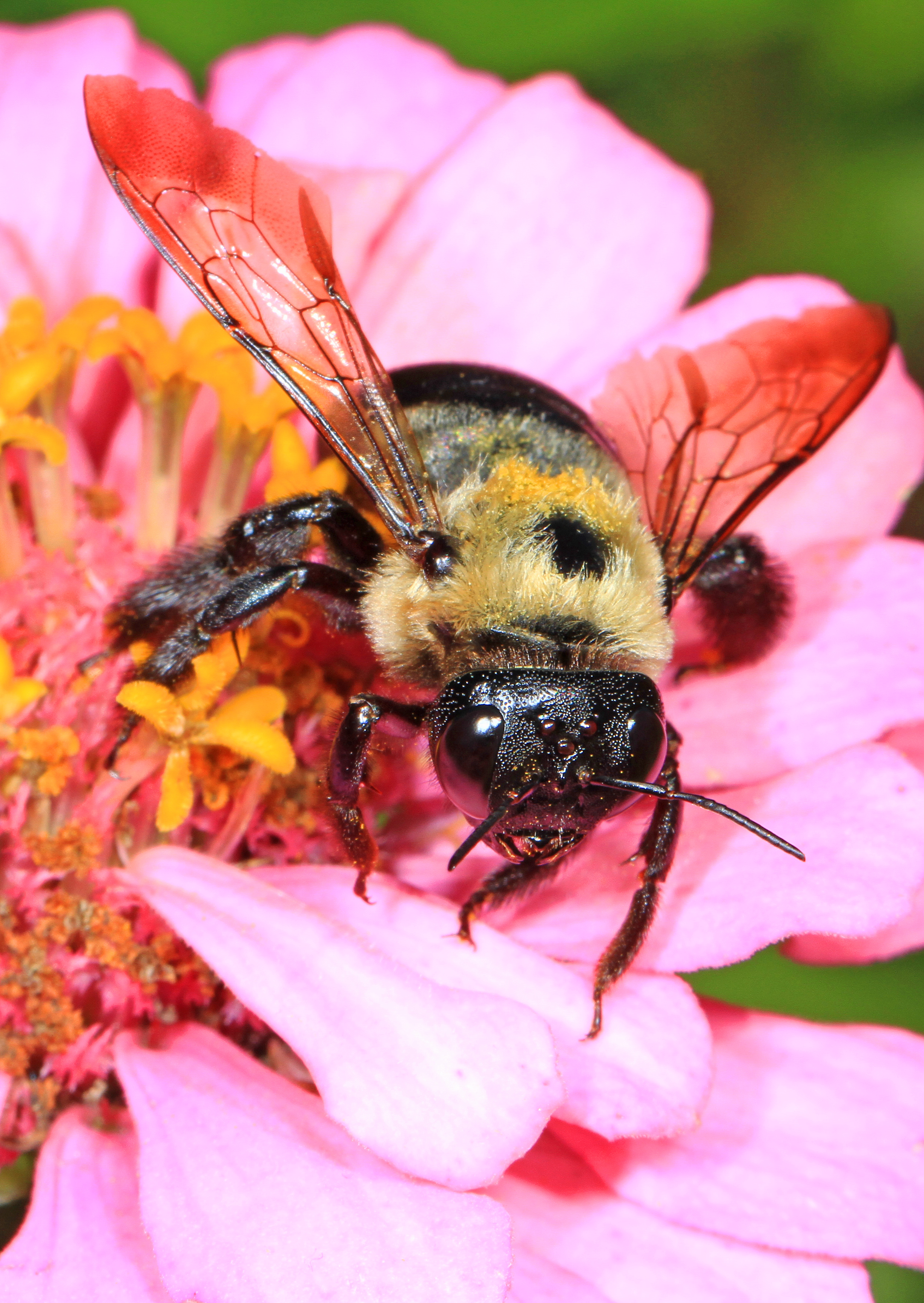 Eastern Carpenter Bee - Xylocopa virginica, Meadowood Farm SRMA, Mason Neck, Virginia