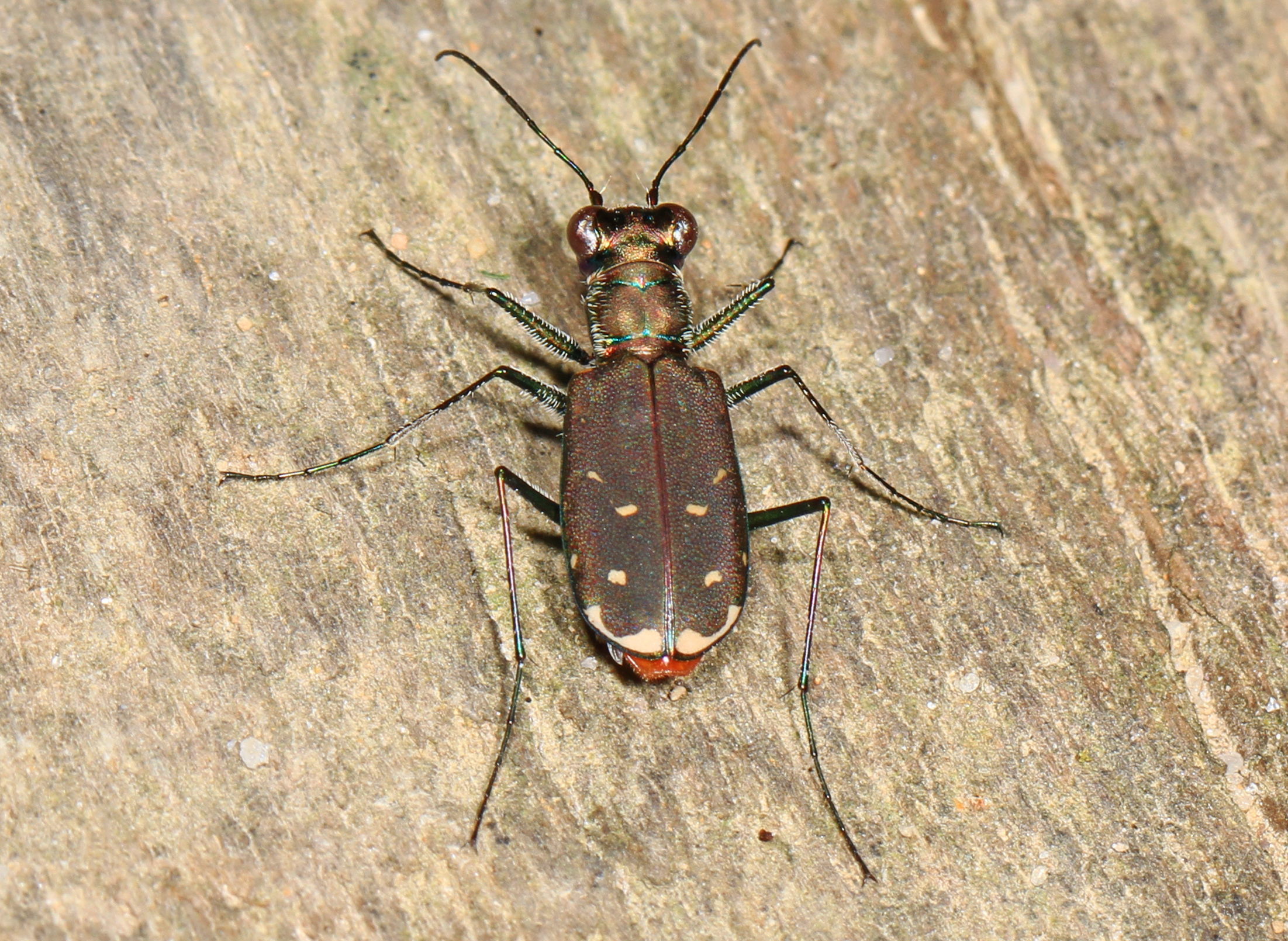 Eastern Red-bellied Tiger Beetle - Cicindela rufiventris rufiventris, Prince William Forest Park, Woodbridge, Virginia