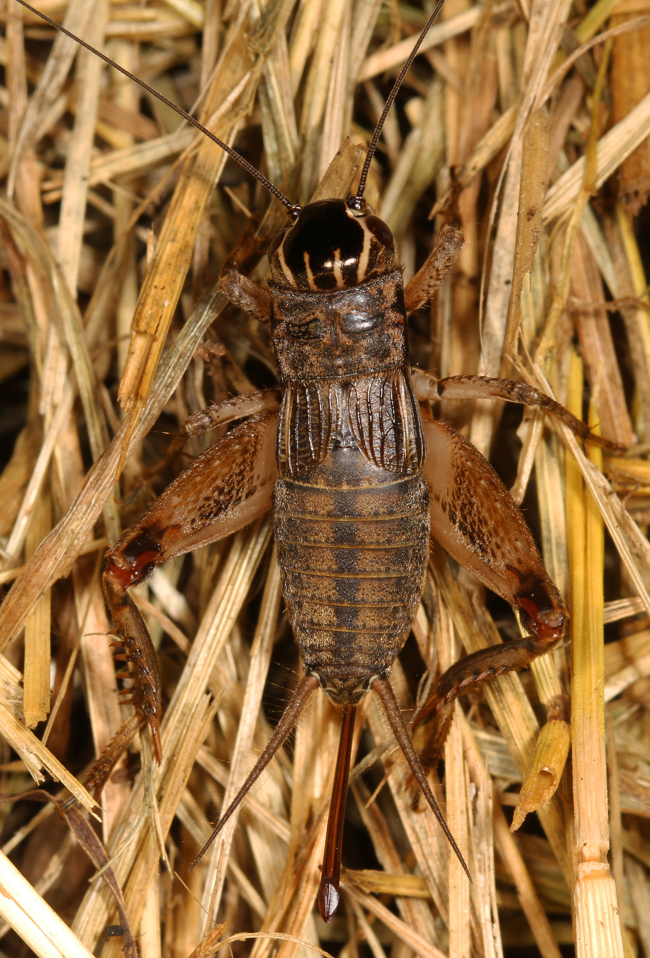 Eastern Striped Cricket - Miogryllus saussurei, Merrimac Farm Wildlife Management Area, Aden, Virginia
