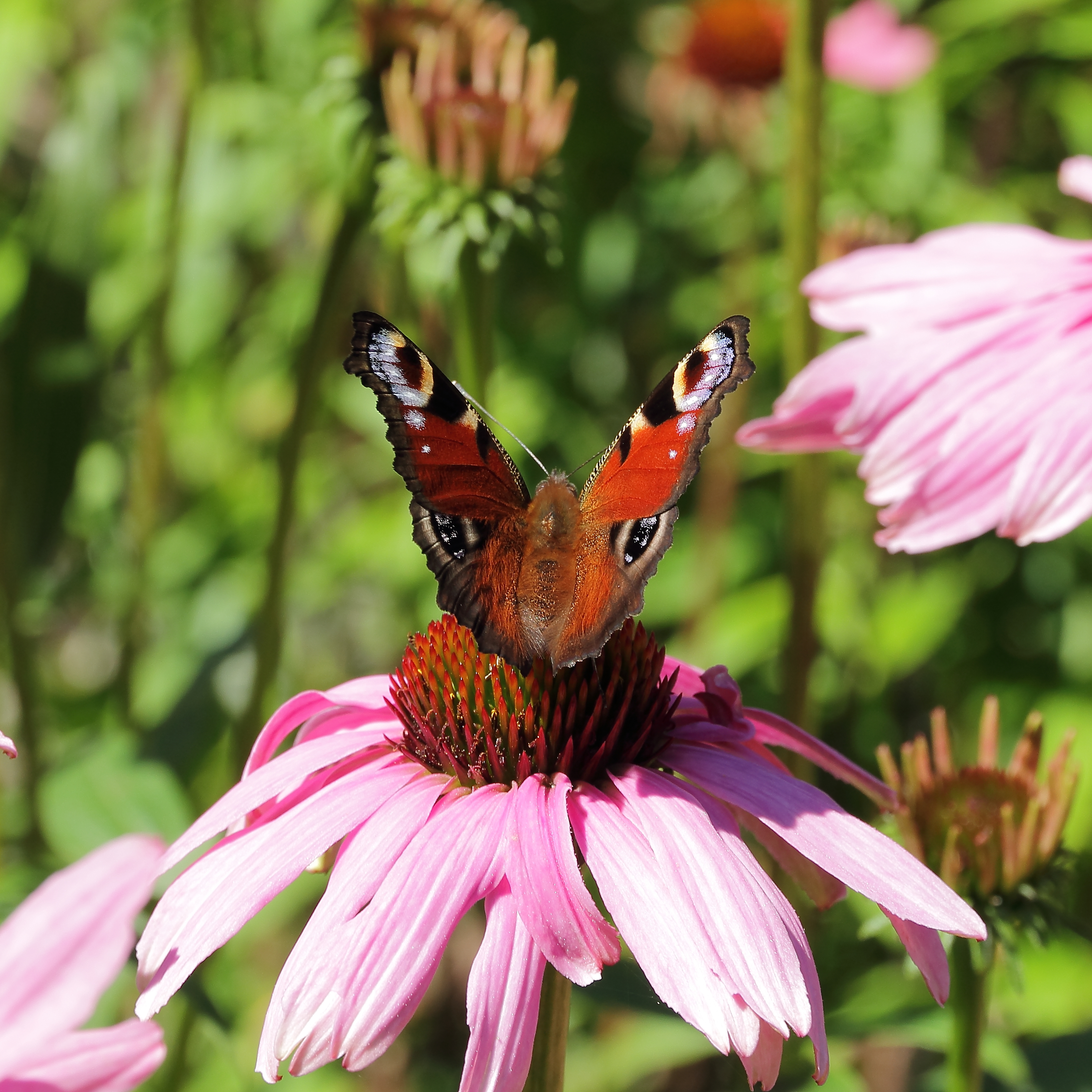 Echinacea purpurea-IMG 5666