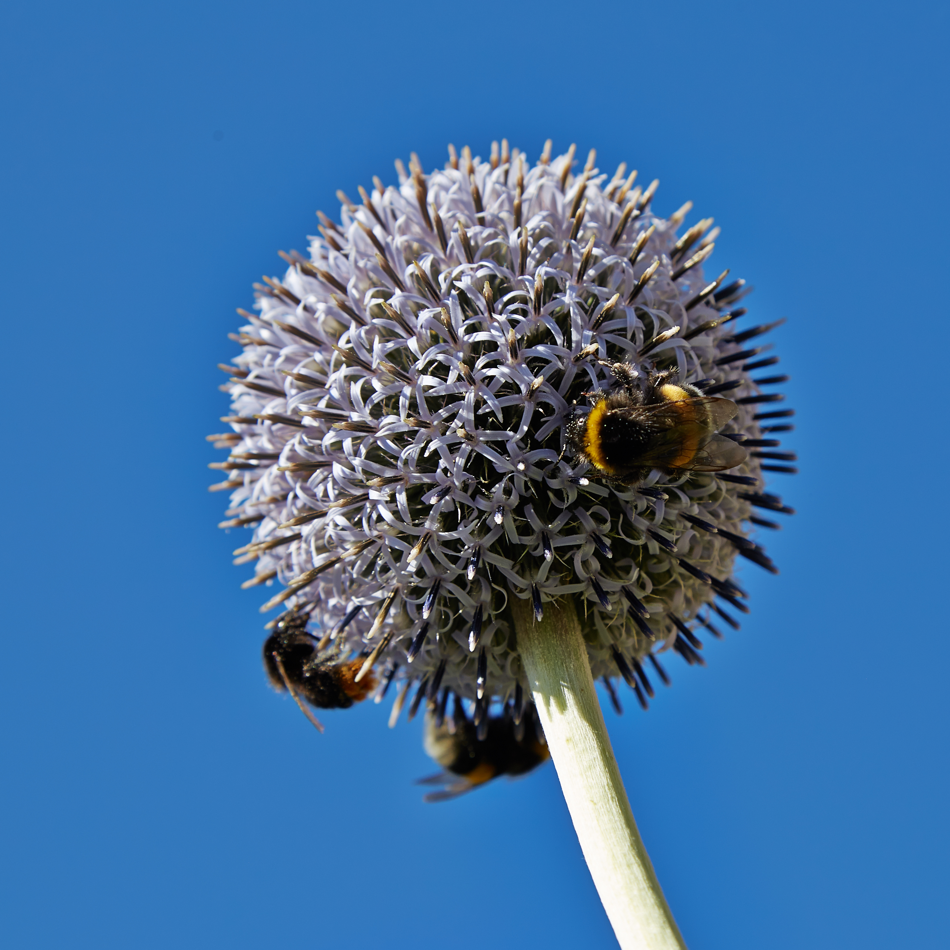 Echinops bannaticus-IMG 8508