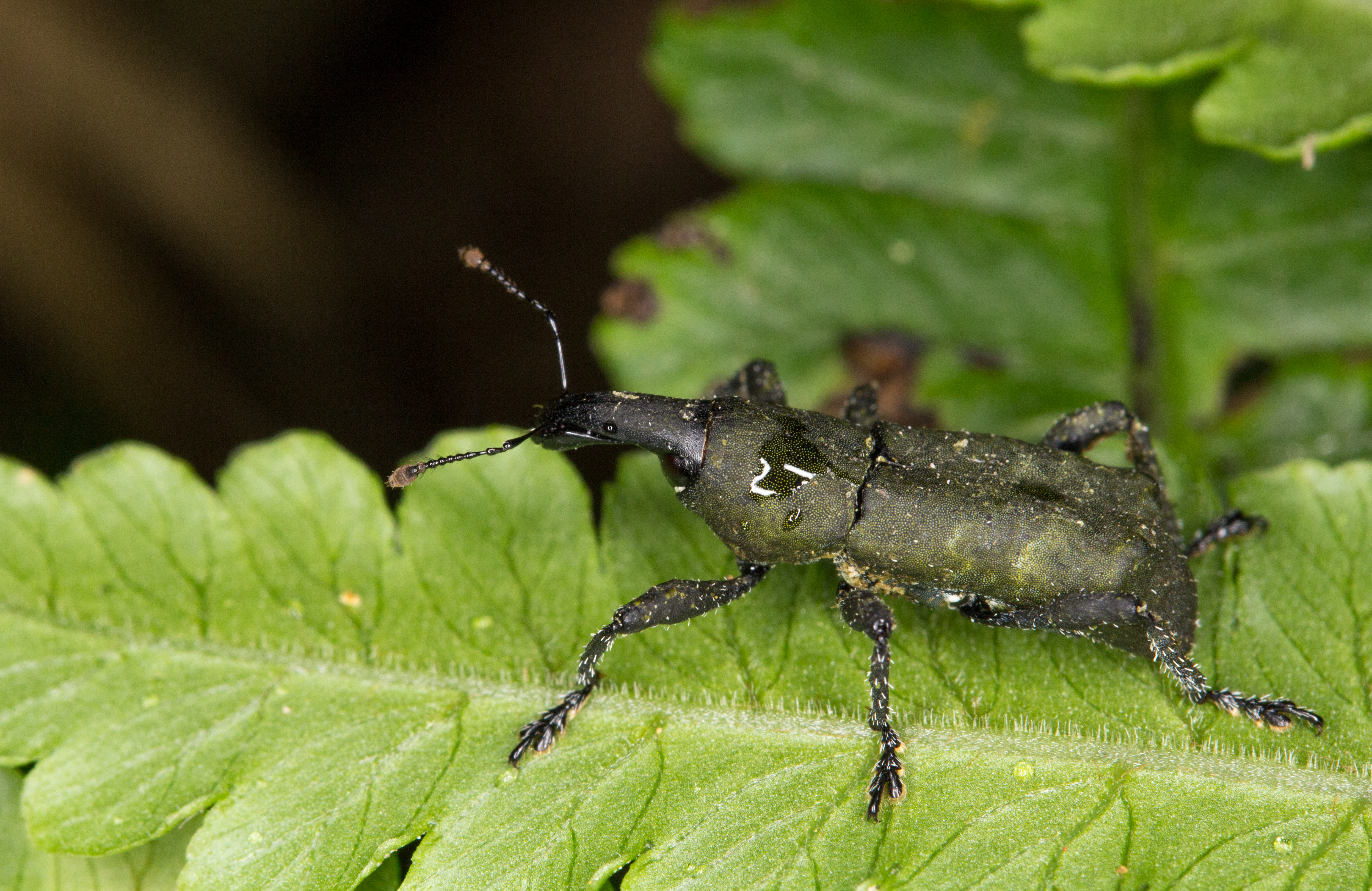 Ecuadorian weevil (14535762829)