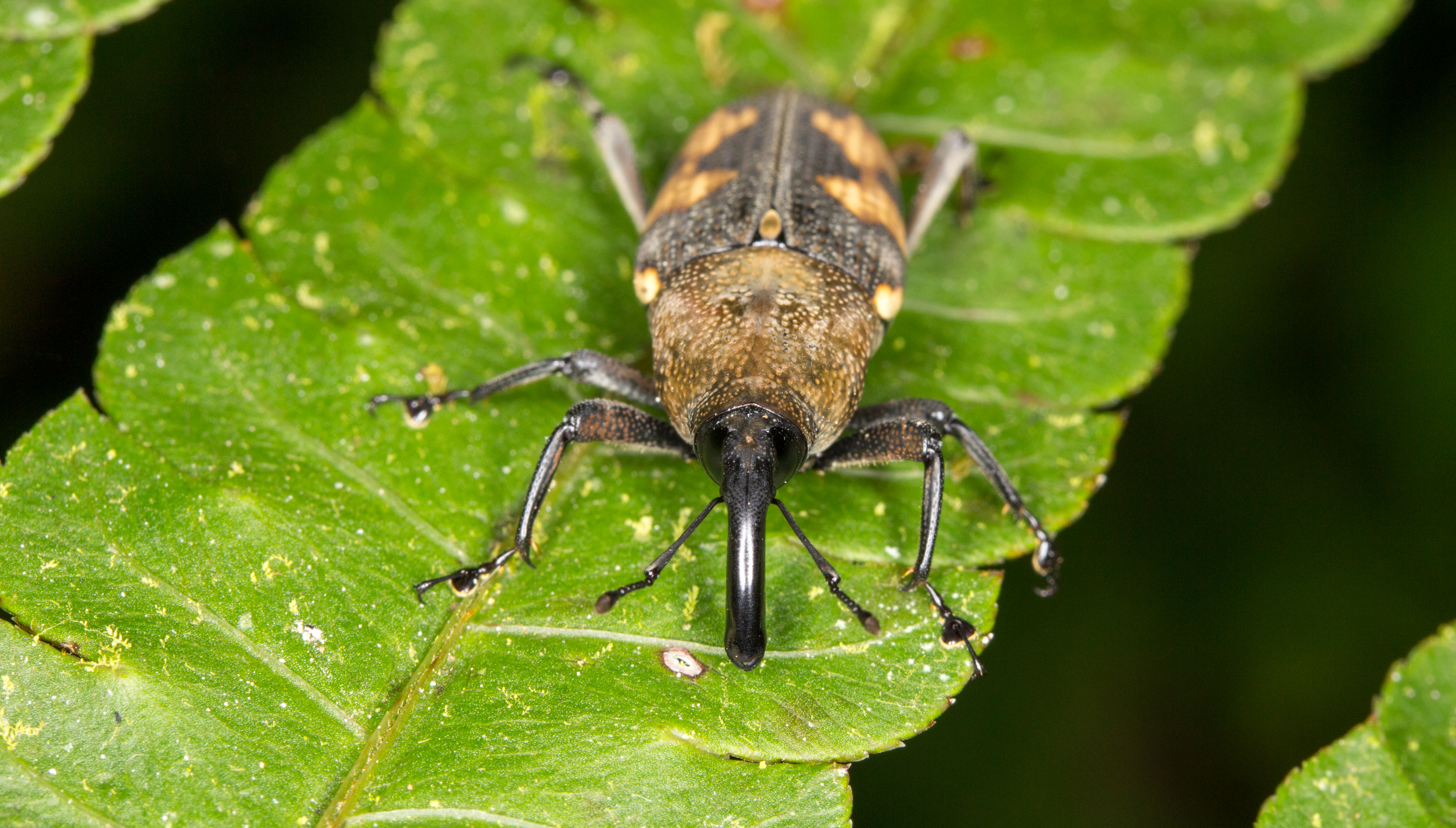 Ecuadorian weevil (14720091034)