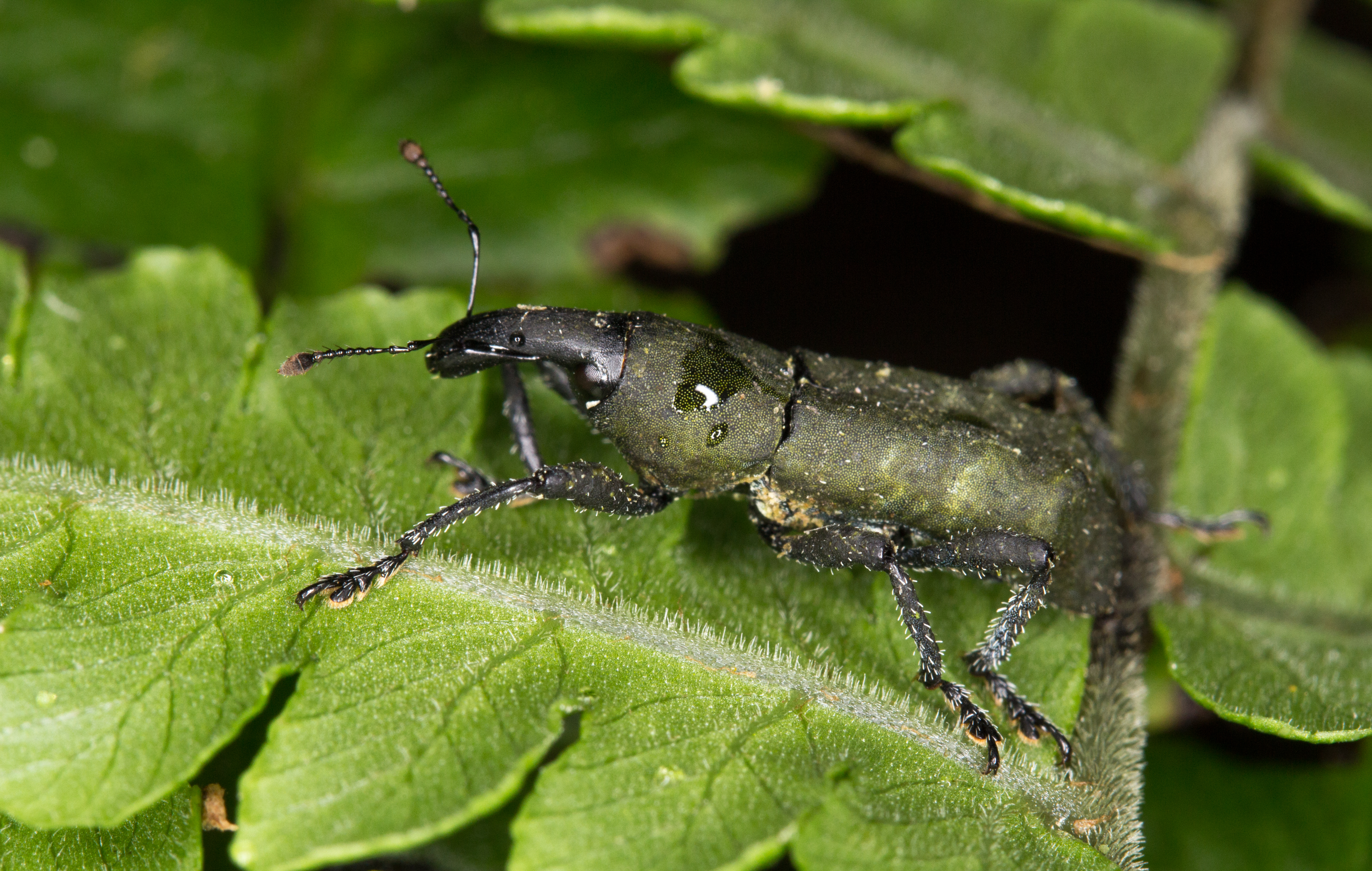 Ecuadorian weevil (14722126382)