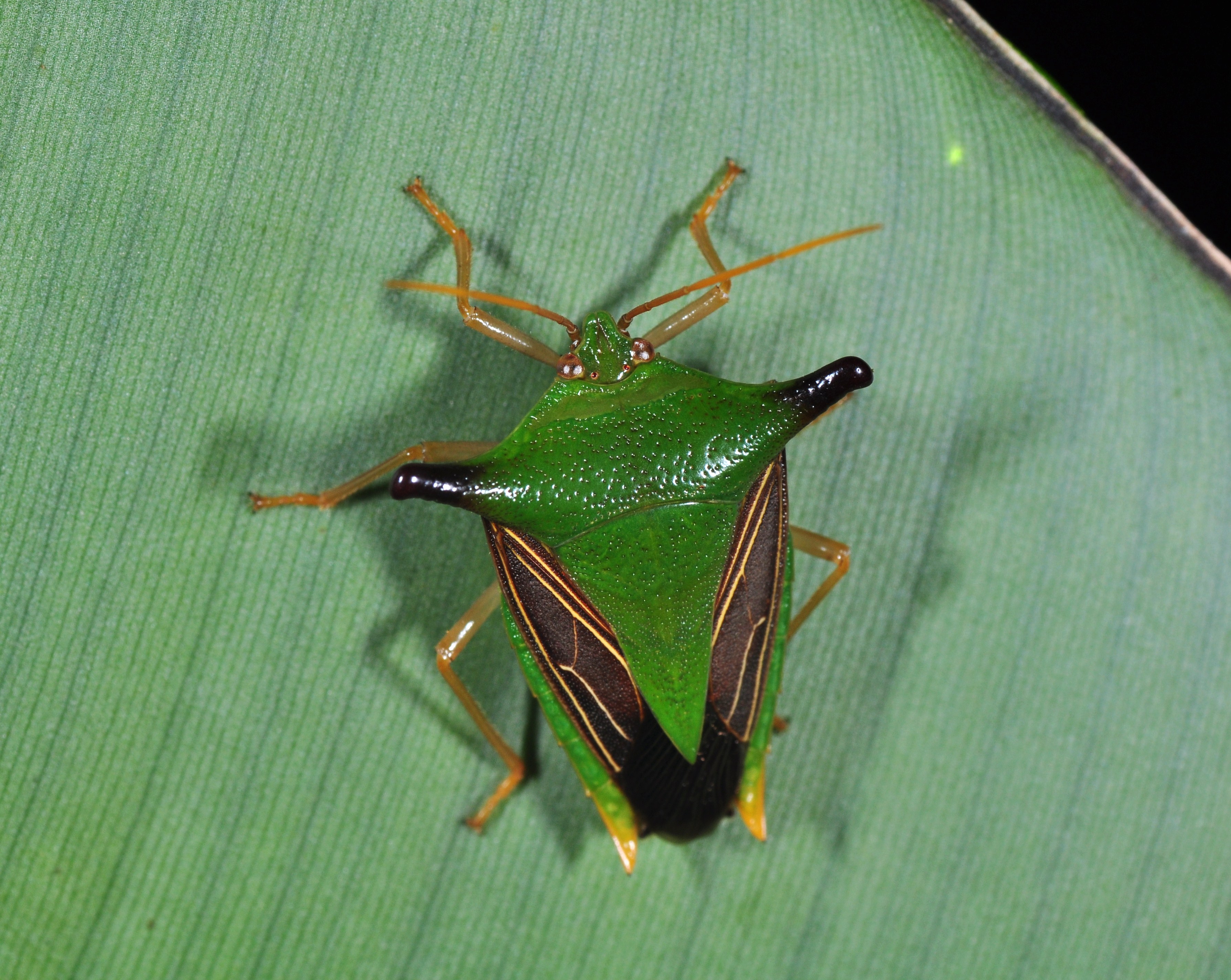 Edessa costalis (9402950362)
