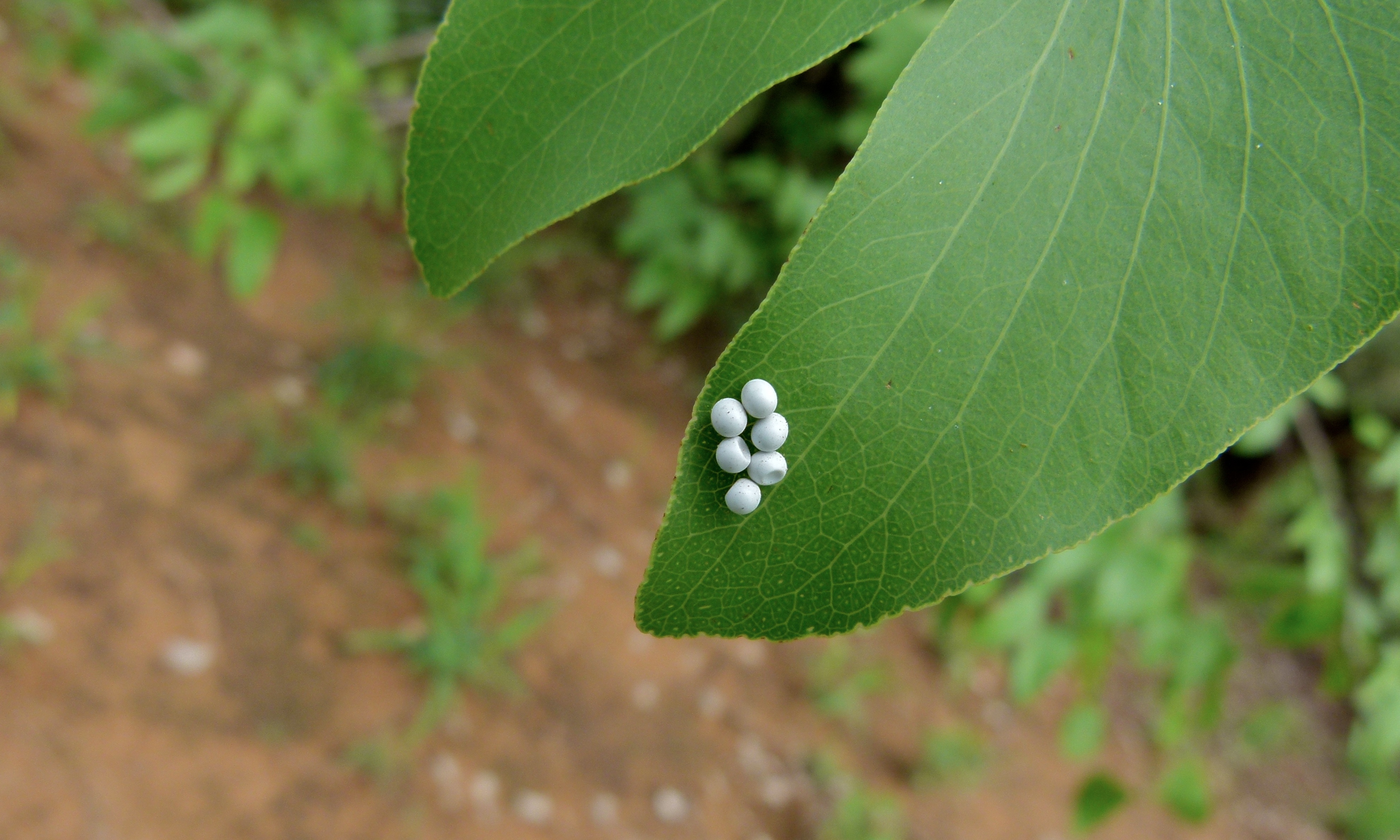 Eggs of Mopane Worm (Imbrasia belina) (9434684084)