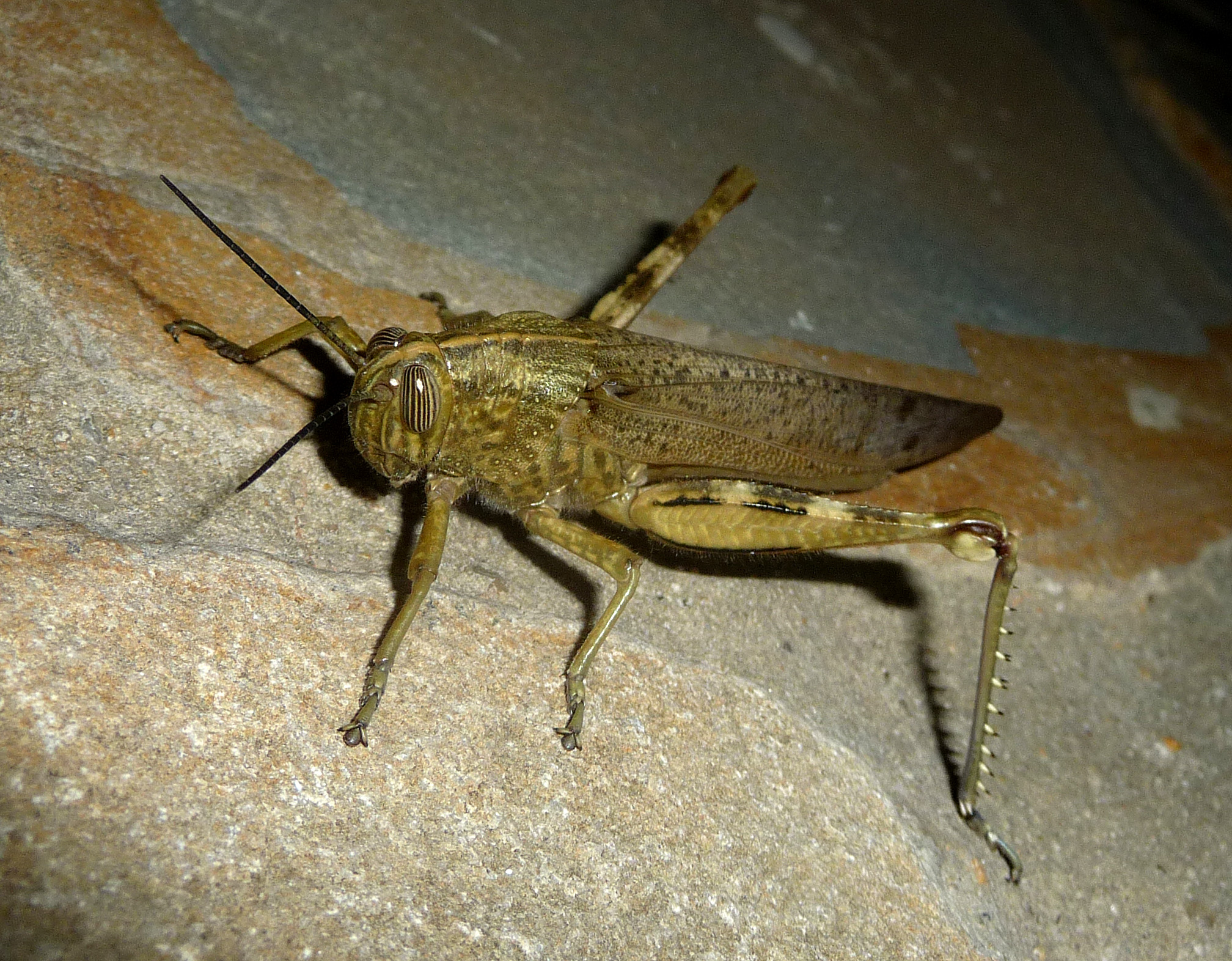 Egyptian Grasshopper. Anacridium aegyptium. - Flickr - gailhampshire (2)