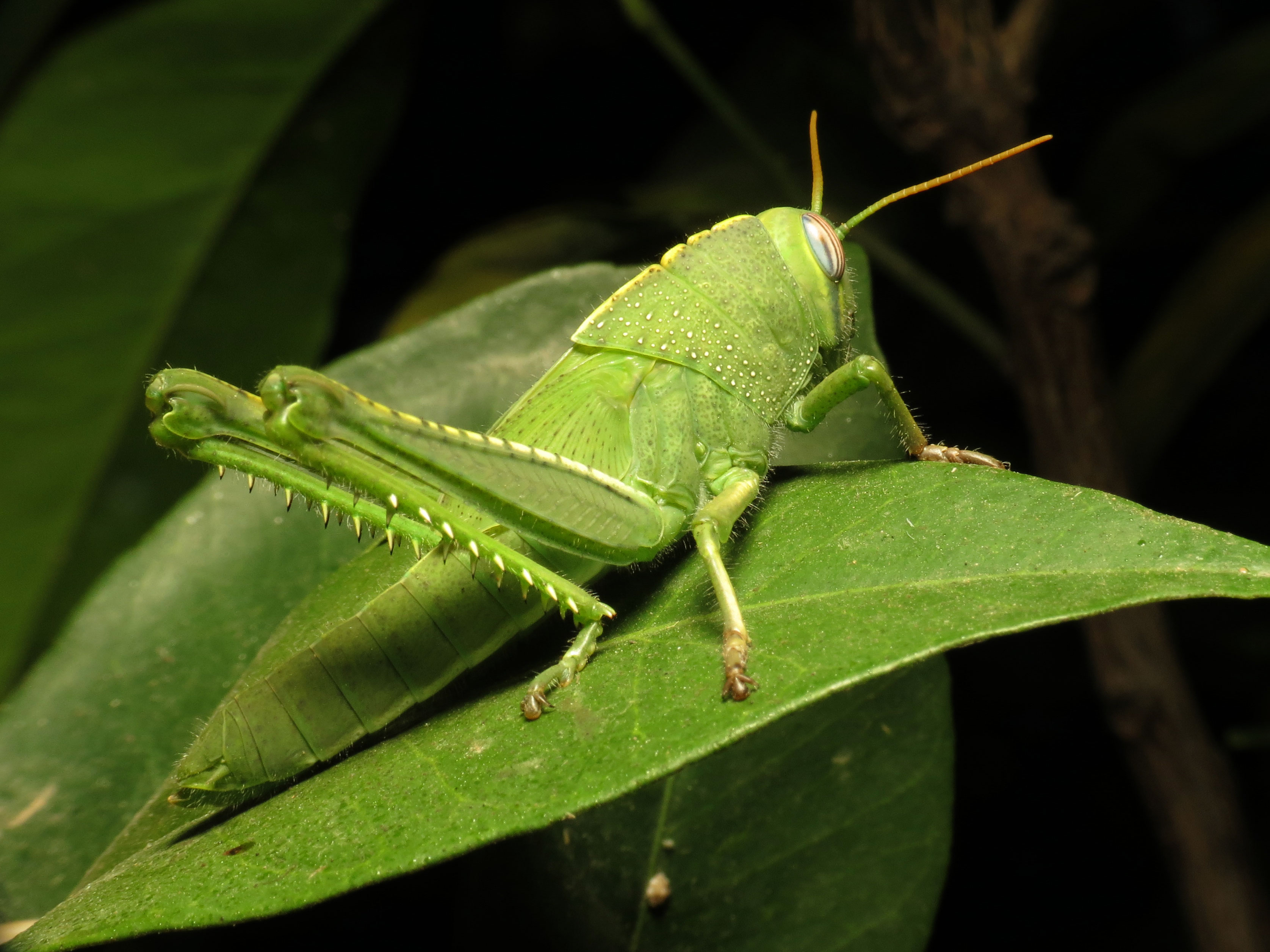 Egyptian Locust Nymph (15781283968)