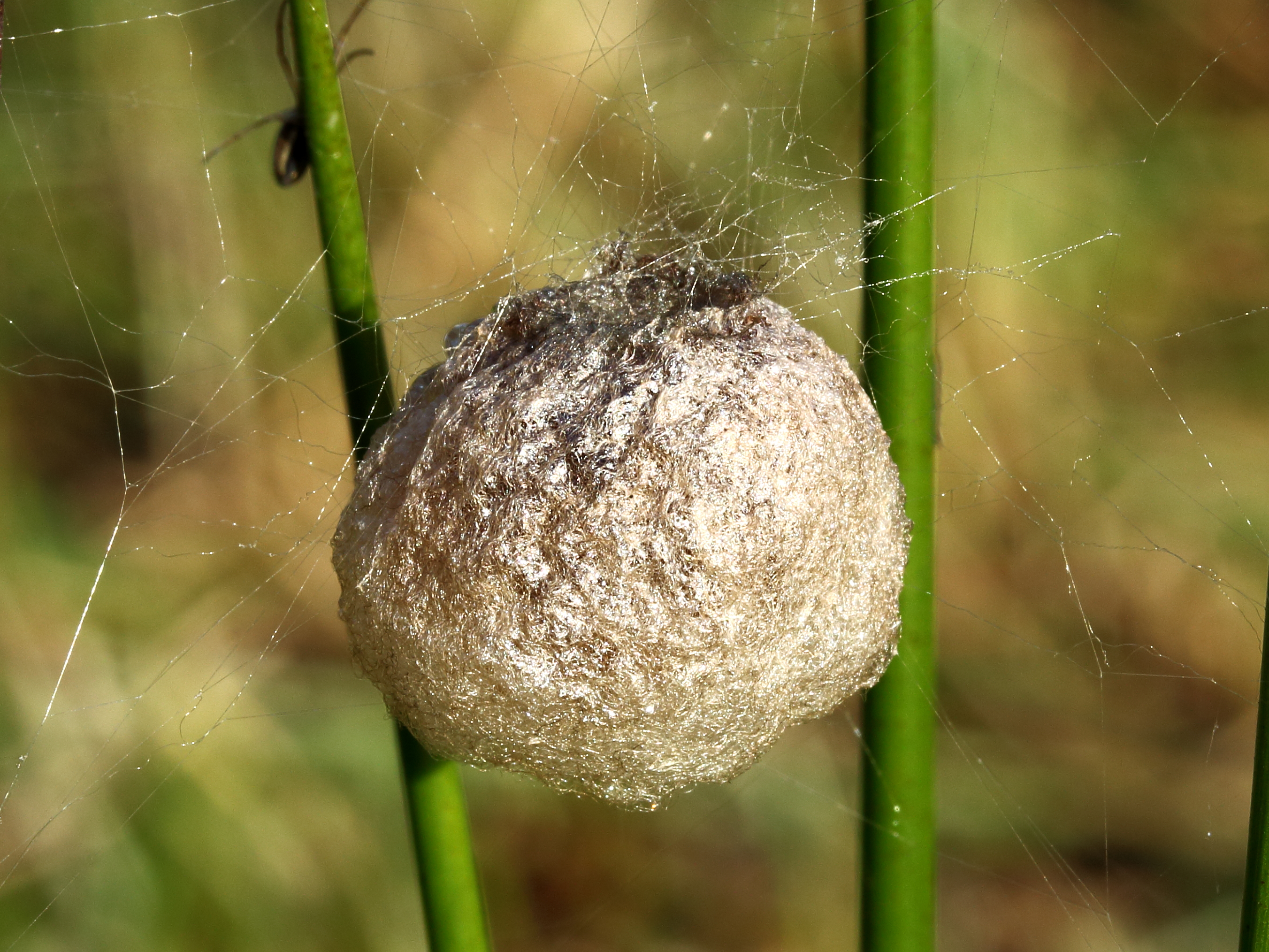 Eicocon of eierzak van spinnen (Araneae). Locatie, De Famberhorst