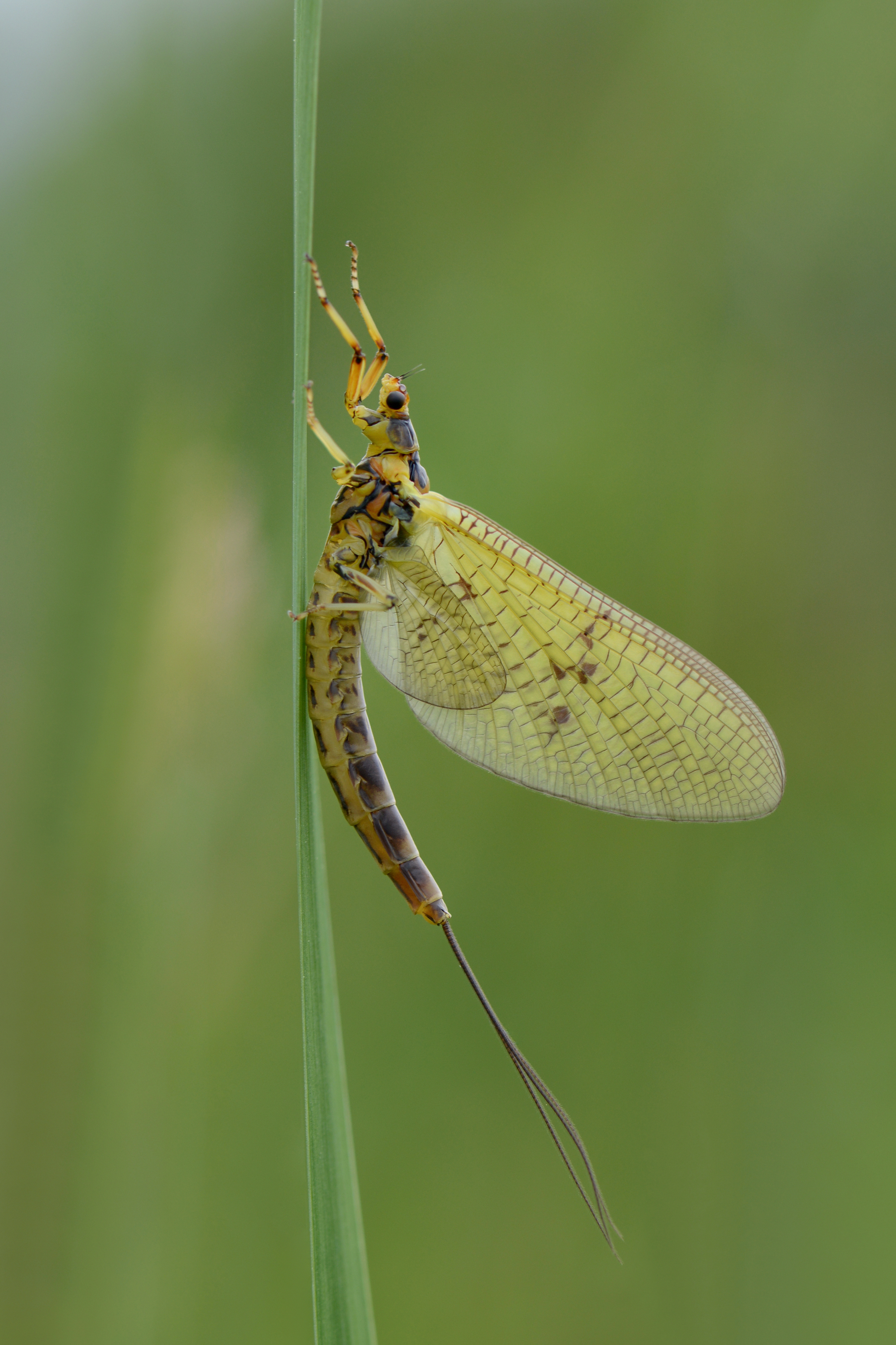 Eintagsfliege, Ephemeroptera