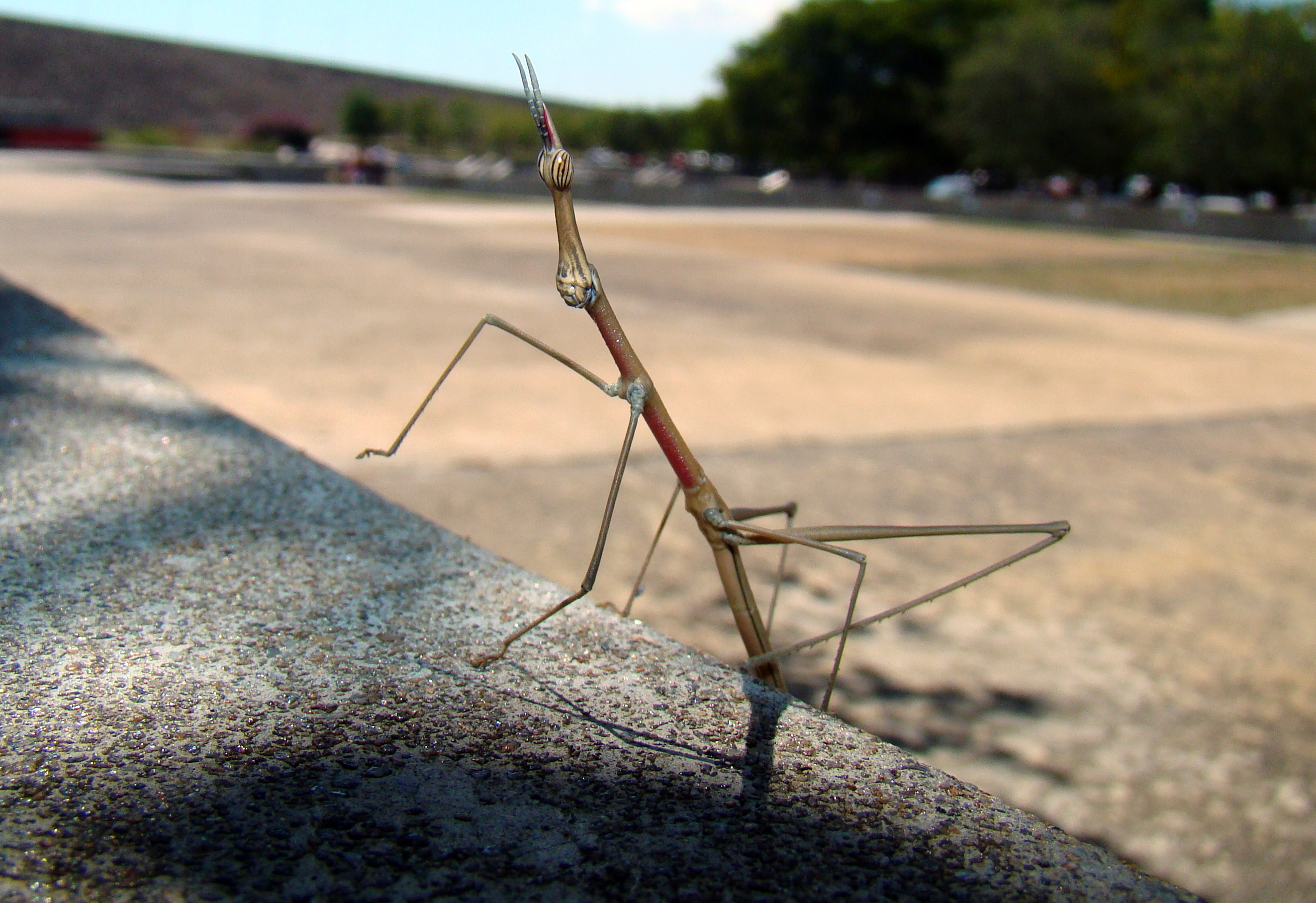 El increible insecto palo