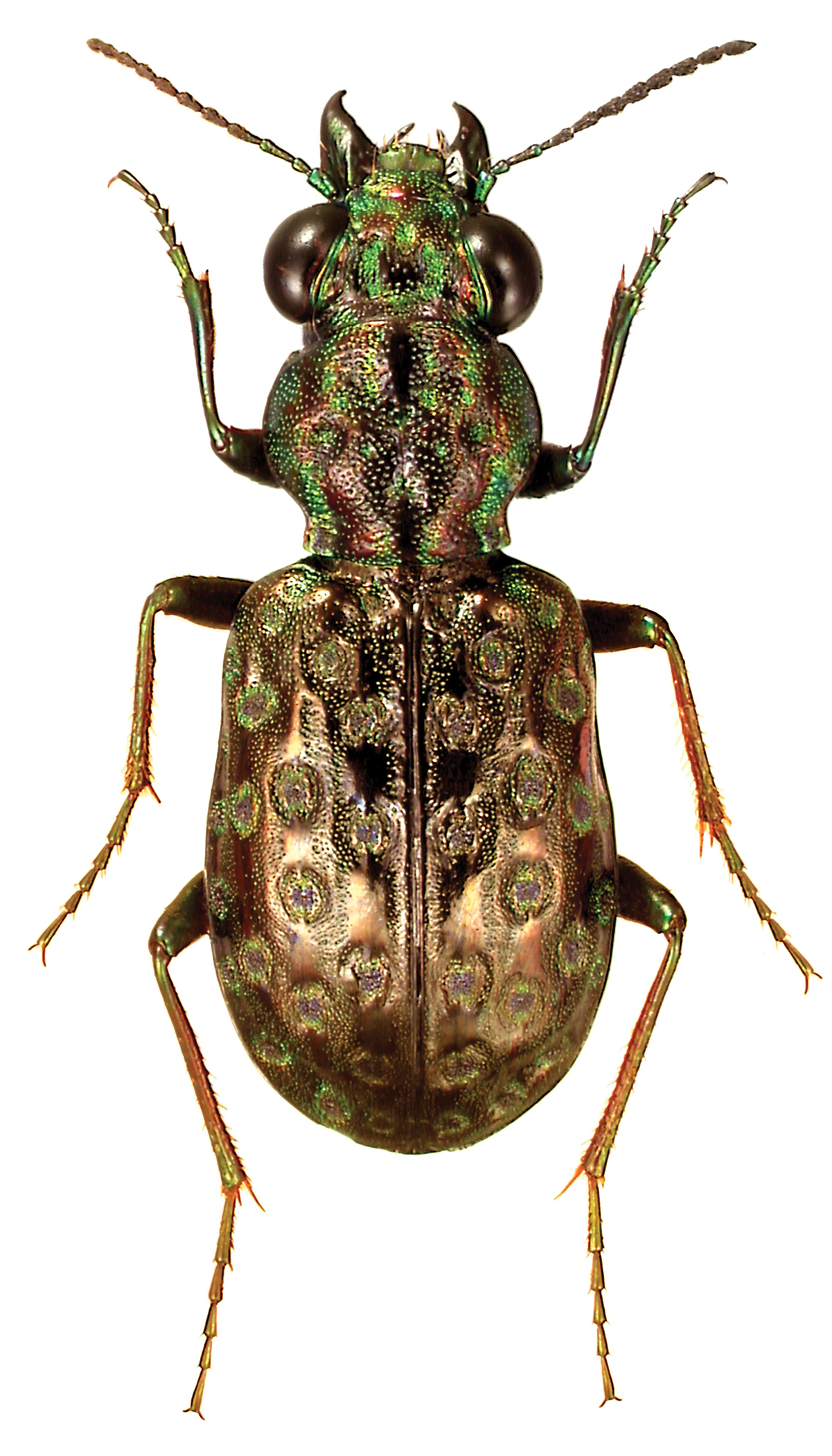 Elaphrus fuliginosus Say - ZooKeys-245-001-g015