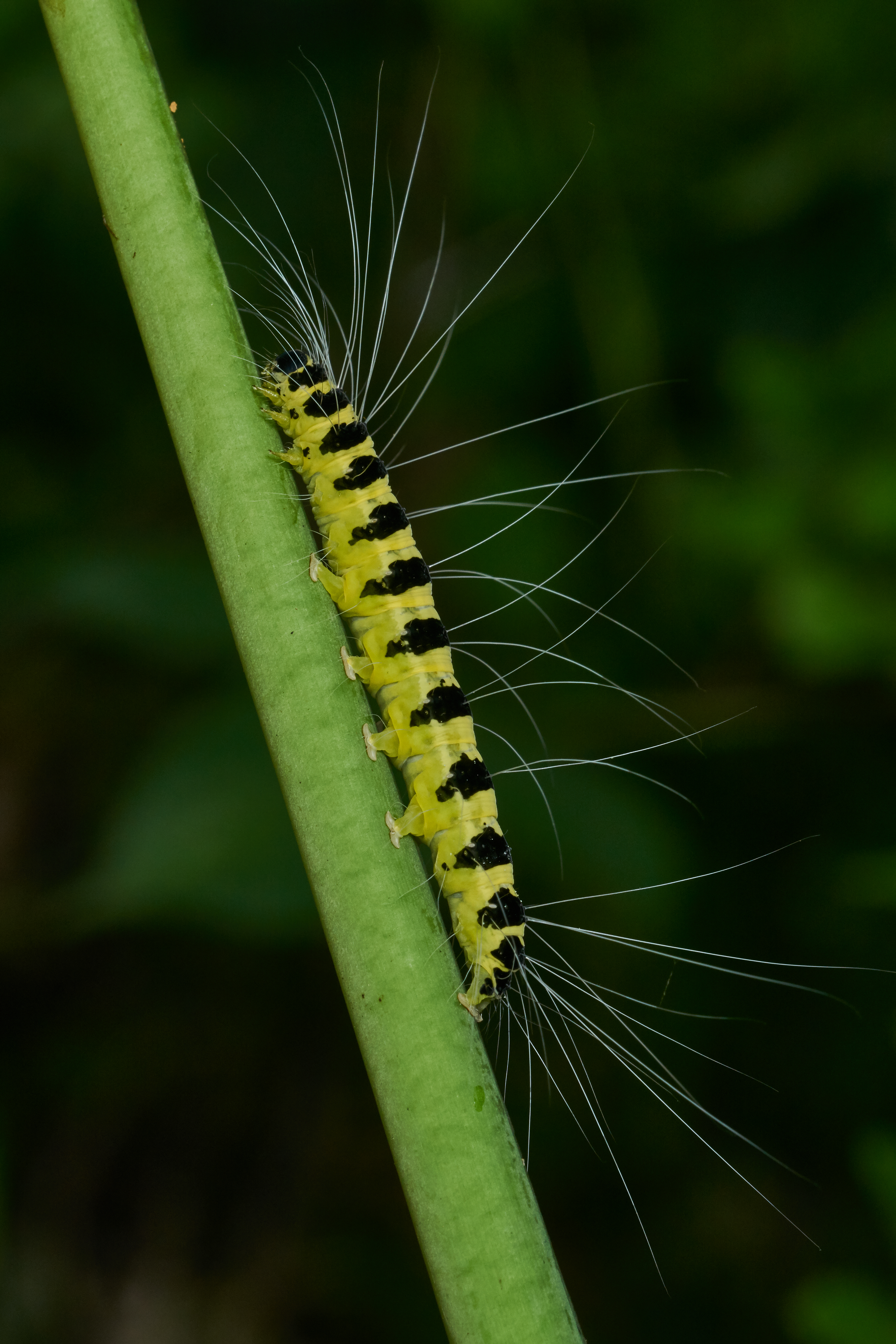 Eligma narcissus-Kadavoor-2017-06-04-002