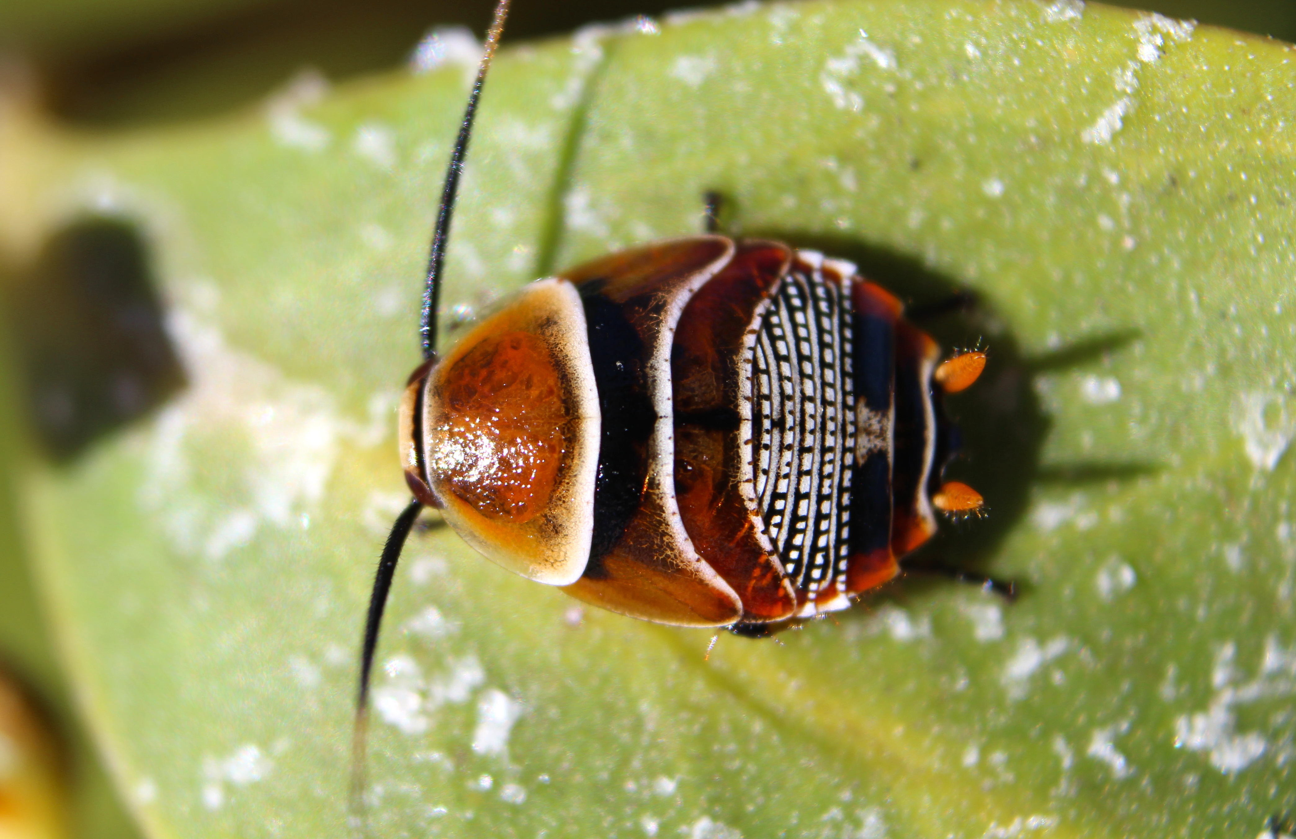 Ellipsidion australe (14332865437)